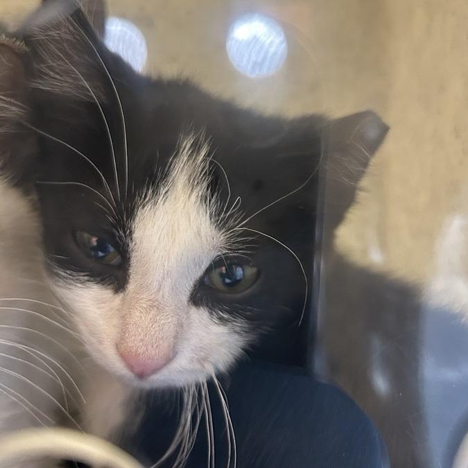 Zeek, Adoptable, Kitten Male Domestic Short Hair.