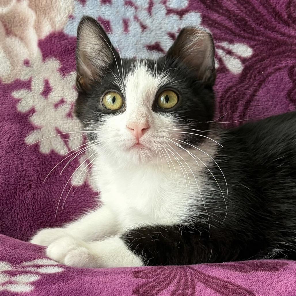 Zeek, a Adoptable Domestic Short Hair in Salt Lake City, UT image 2/2
