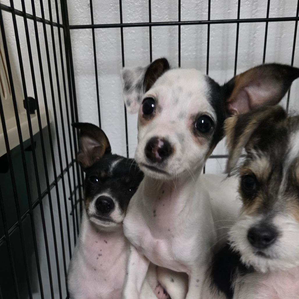 Mickie, a Adoptable mixed breed in Goltry, OK image 2/6