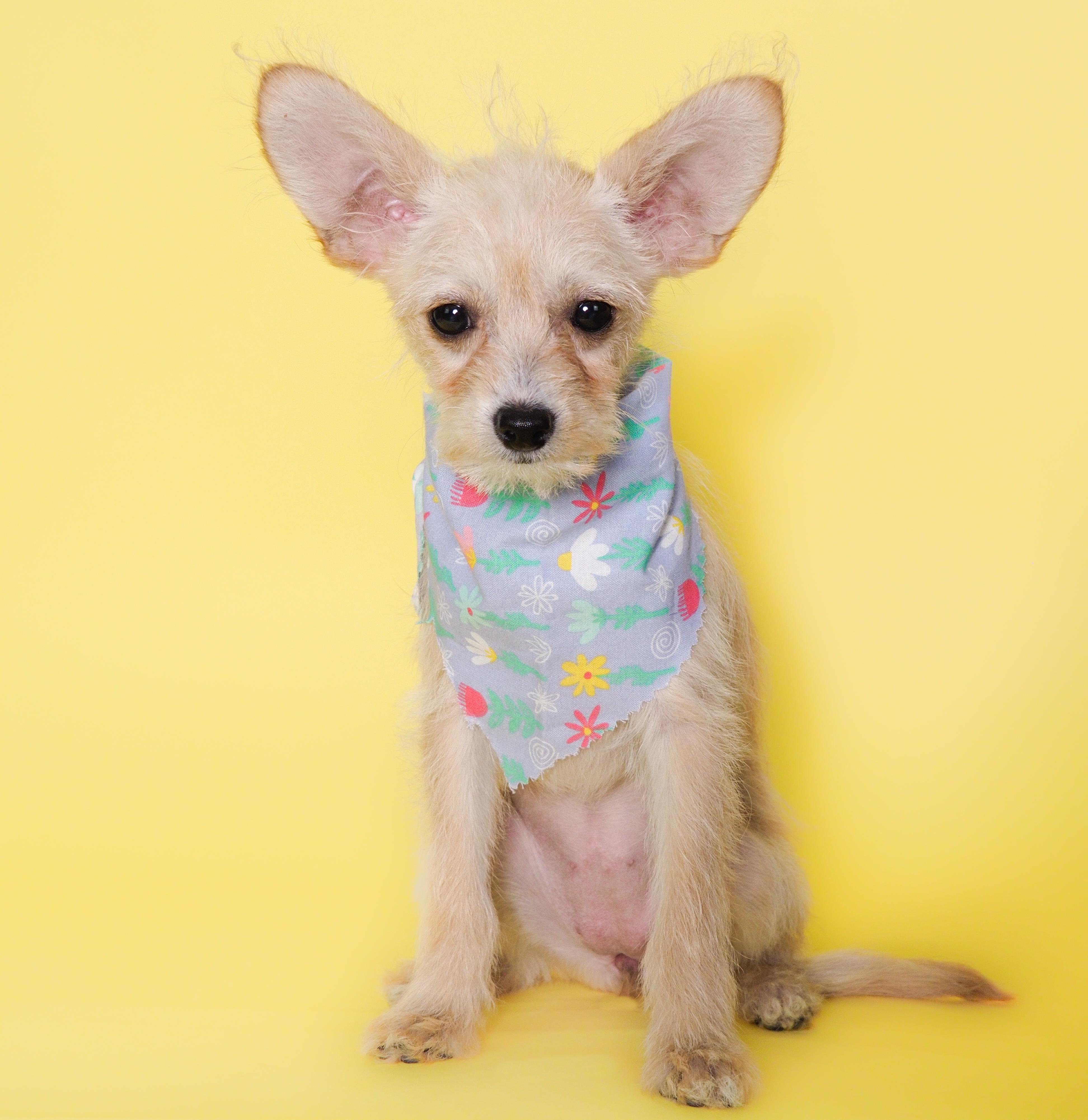 Tulip, adopted, Puppy Female Chihuahua & Poodle (Toy).