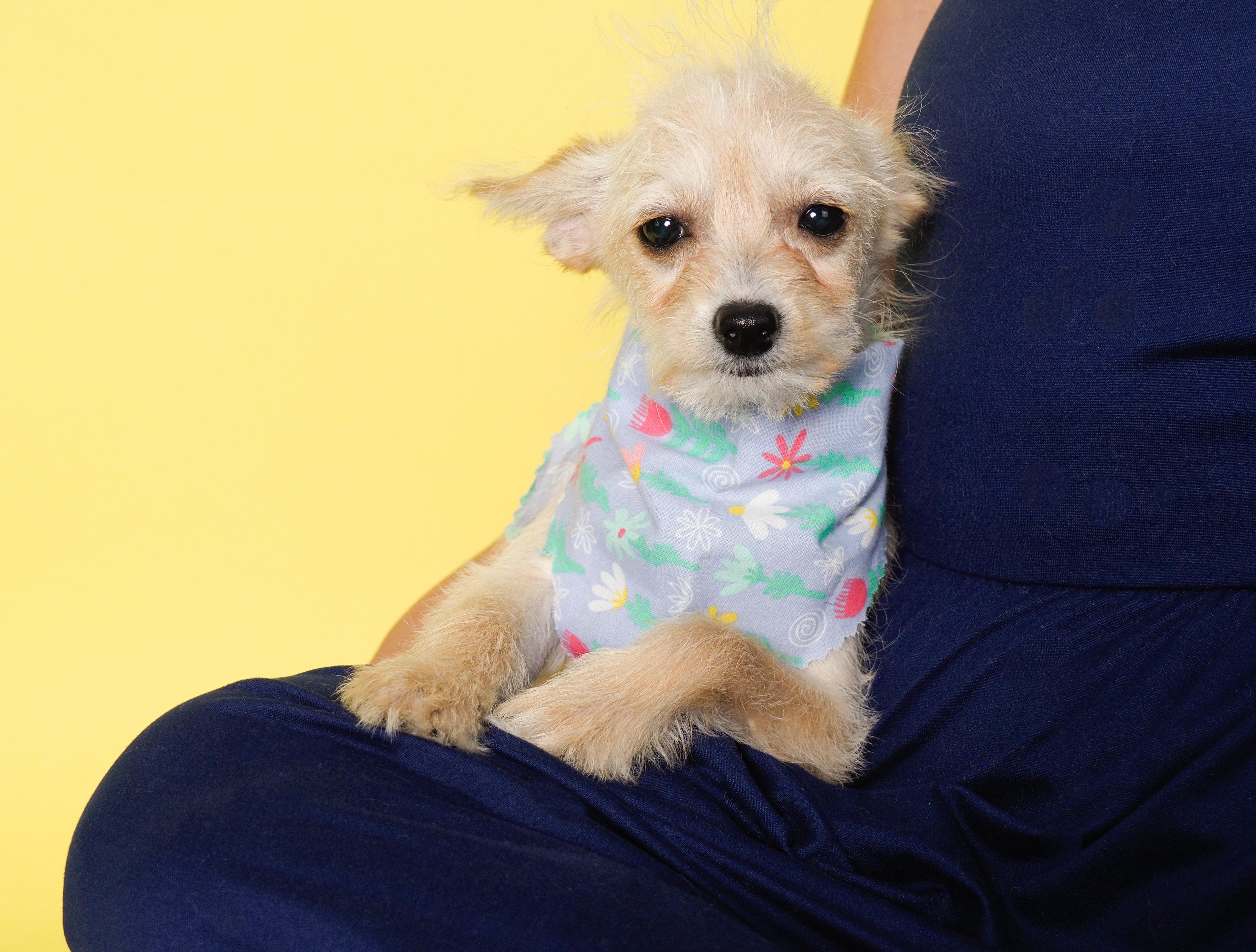 Tulip, an adopted mixed breed in PHOENIX, AZ image 3/5