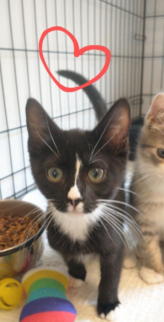 Boots 2, Adoptable, Young Male Domestic Short Hair.