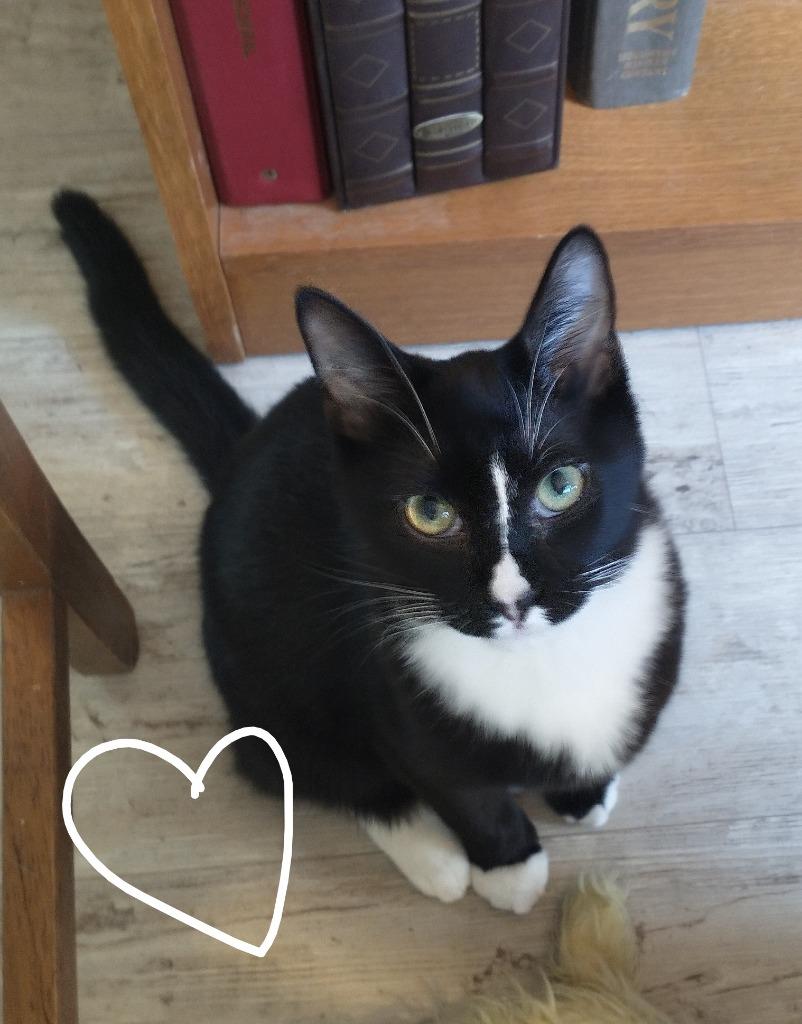 Boots 2, a Adoptable mixed breed in Saint James, MN image 3/4