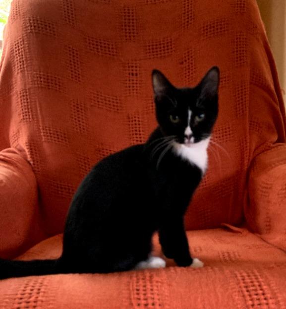 Boots 2, a Adoptable mixed breed in Saint James, MN image 4/4