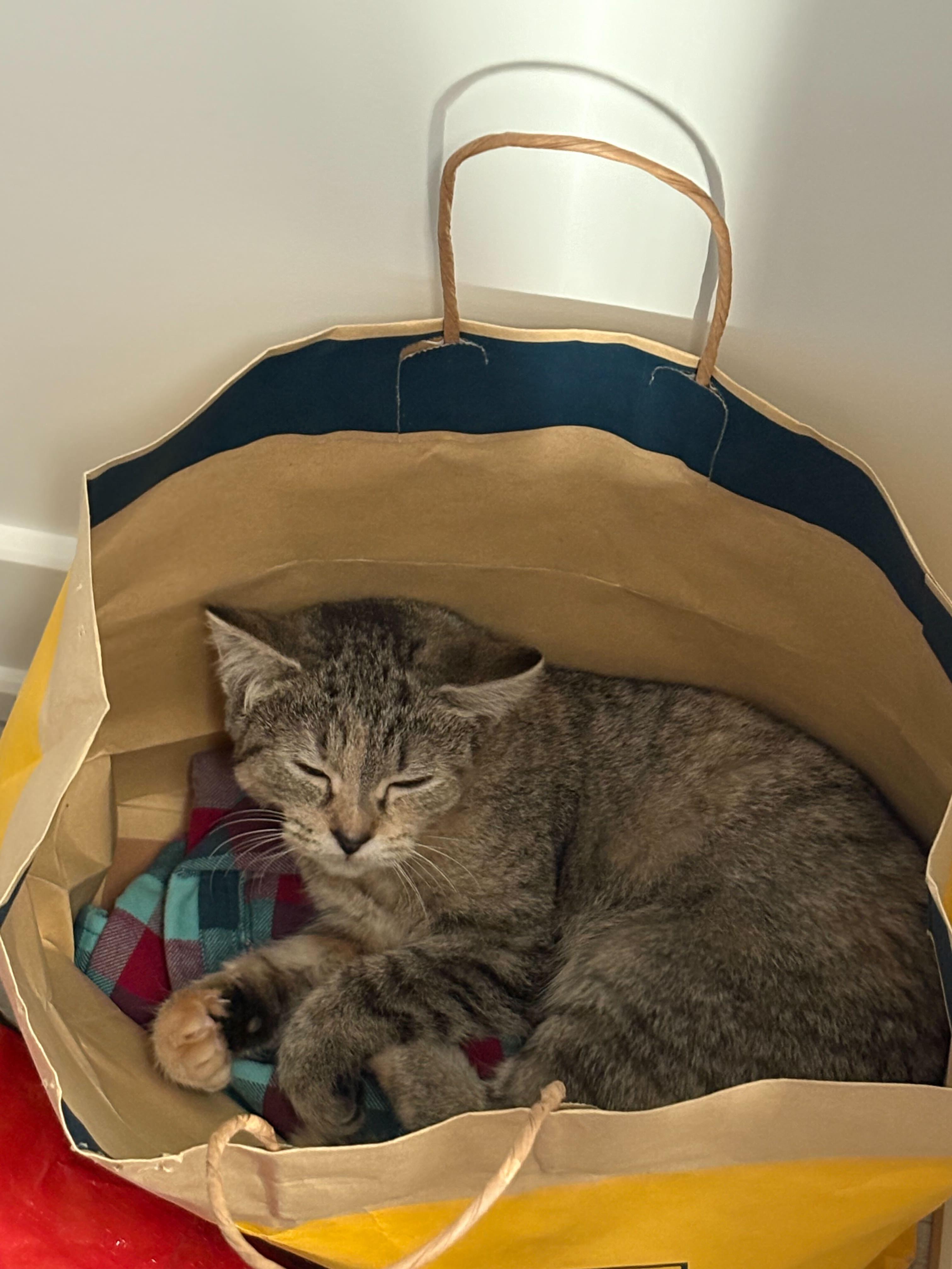 Enlarge Grizzly, a ADOPTABLE Domestic Short Hair in Wakefield, QC image 3/6