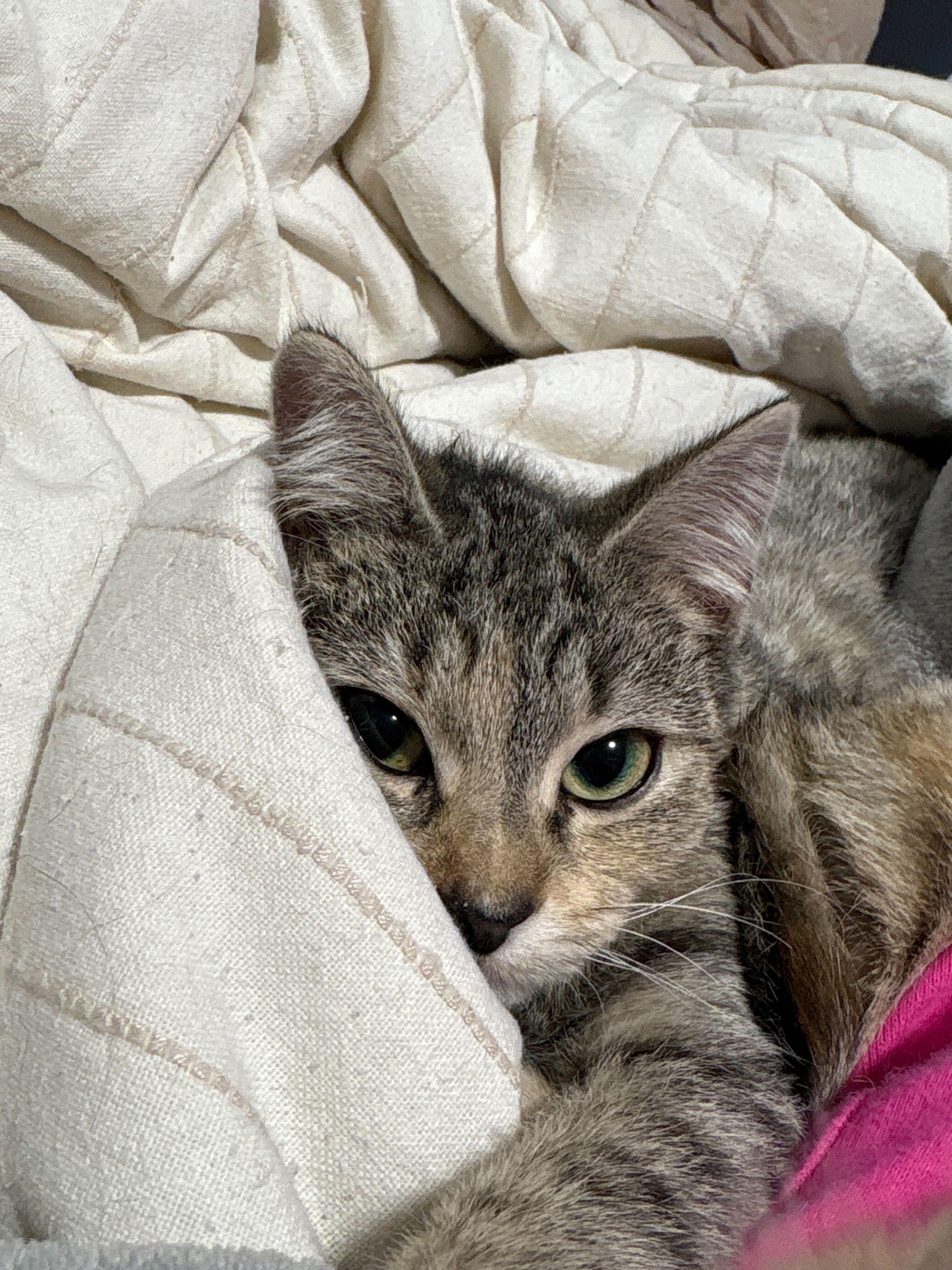 Grizzly, ADOPTABLE, Kitten Female Domestic Short Hair.