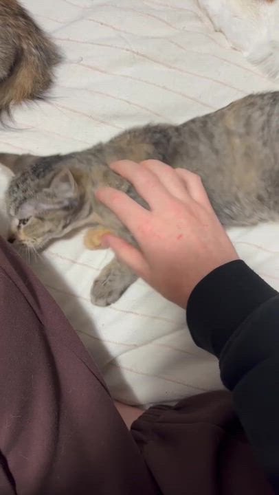 Enlarge Grizzly, a ADOPTABLE Domestic Short Hair in Wakefield, QC video 4/6