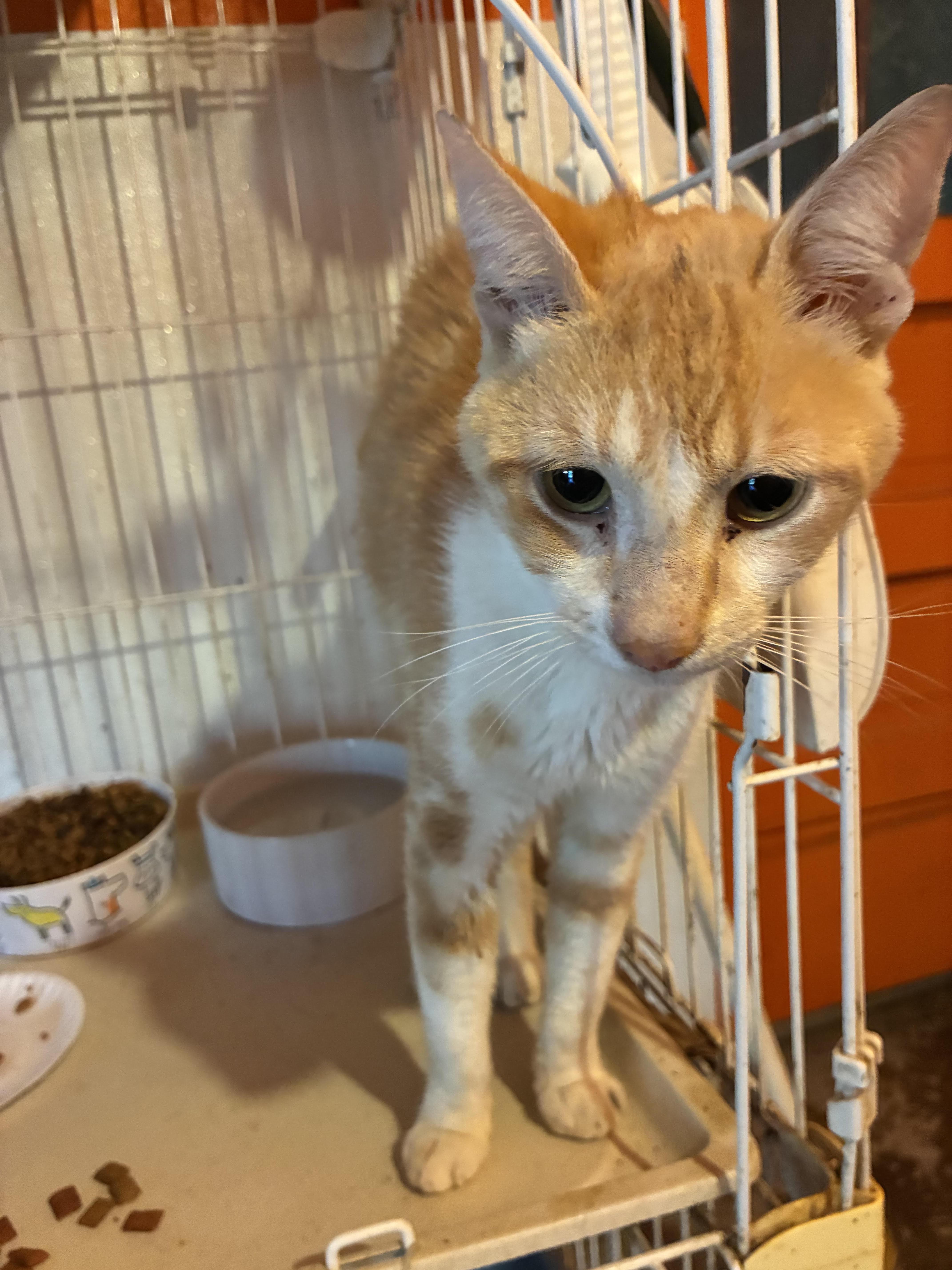Enlarge Jack, a ADOPTABLE mixed breed in Howell, MI image 2/2
