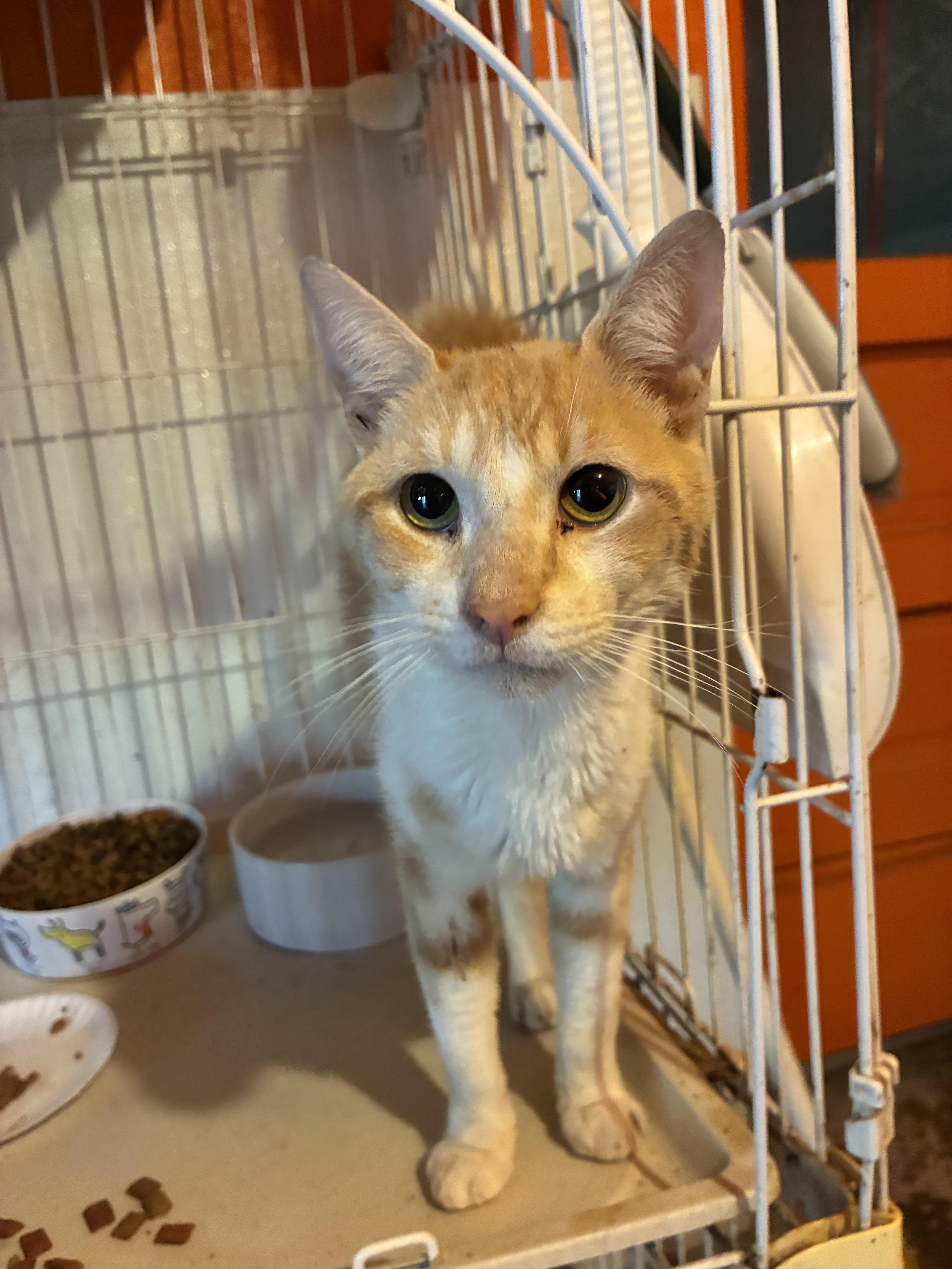 Jack, ADOPTABLE, Kitten Male Domestic Short Hair.