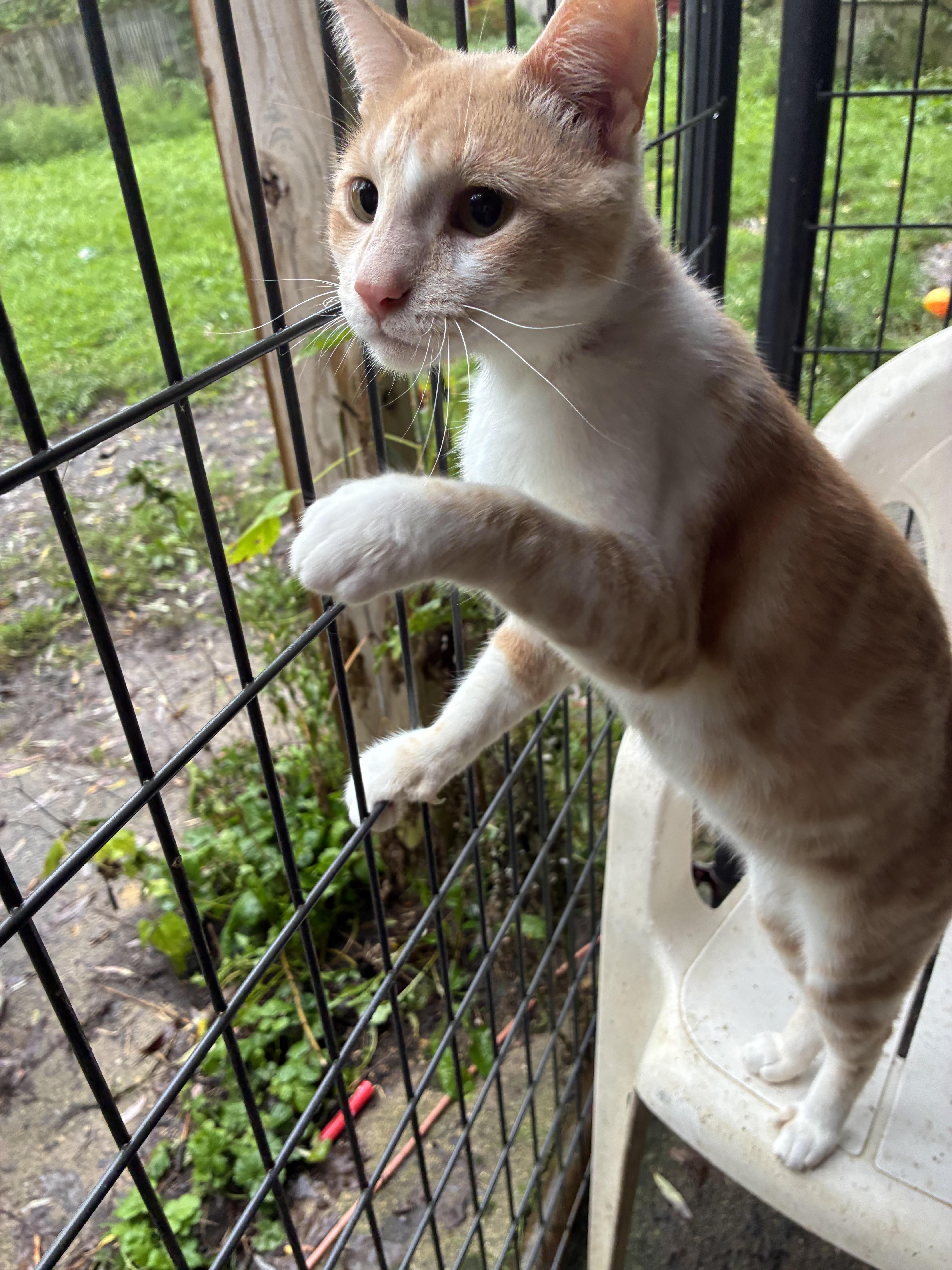 Enlarge Jack, a Adoptable mixed breed in Howell, MI image 3/3