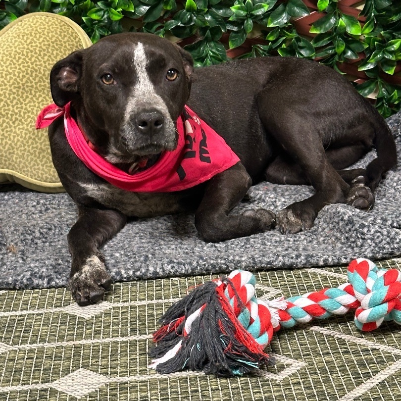 Rye, a Adopted American Staffordshire Terrier in Smyrna, GA image 1/3