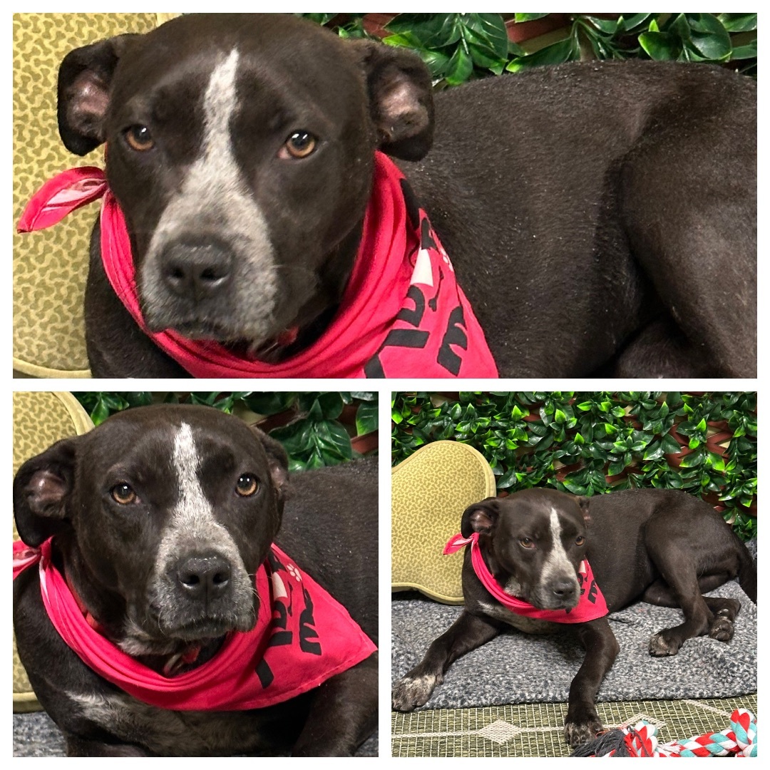 Rye, a Adopted American Staffordshire Terrier in Smyrna, GA image 2/3