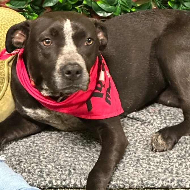 Rye, a Adopted American Staffordshire Terrier in Smyrna, GA image 3/3