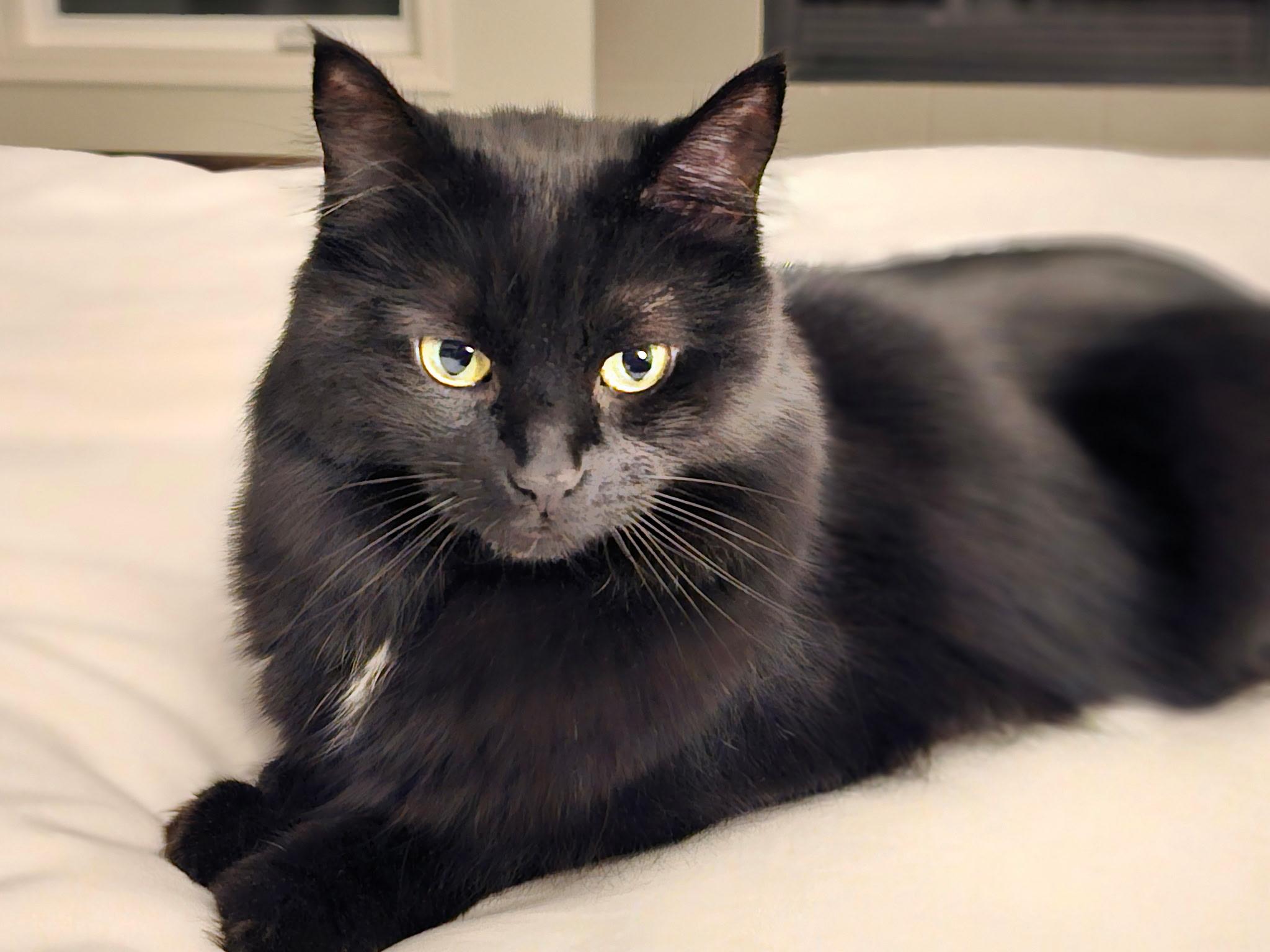 Blackie, ADOPTABLE, Adult Female Domestic Medium Hair.