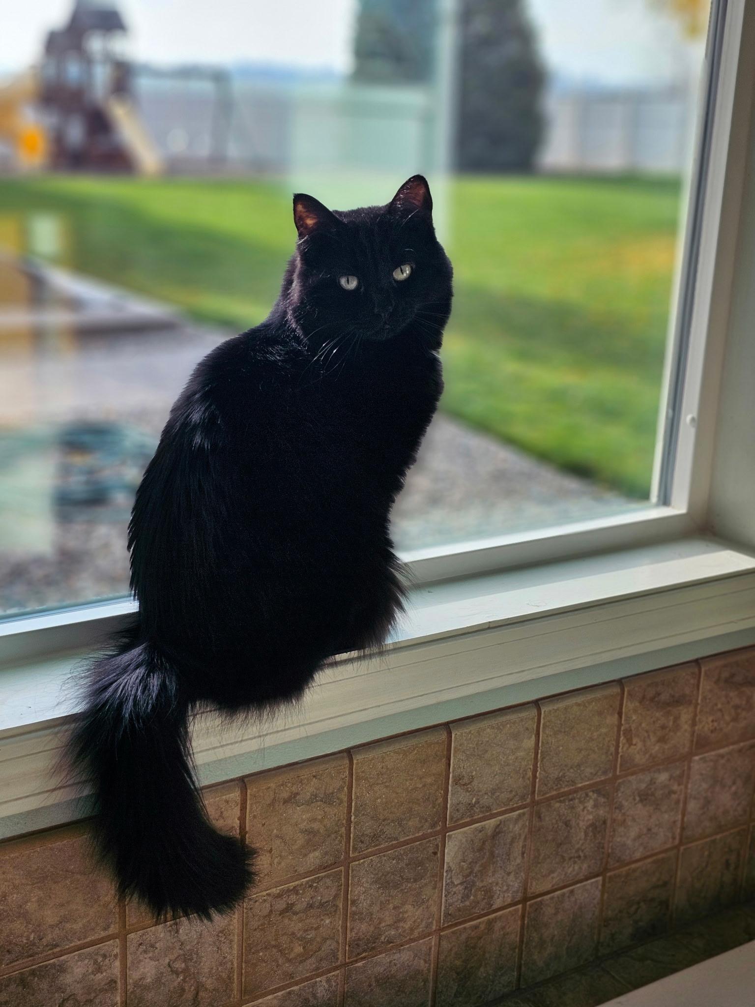 Enlarge Blackie, a ADOPTABLE Domestic Medium Hair in Yakima, WA image 1/3