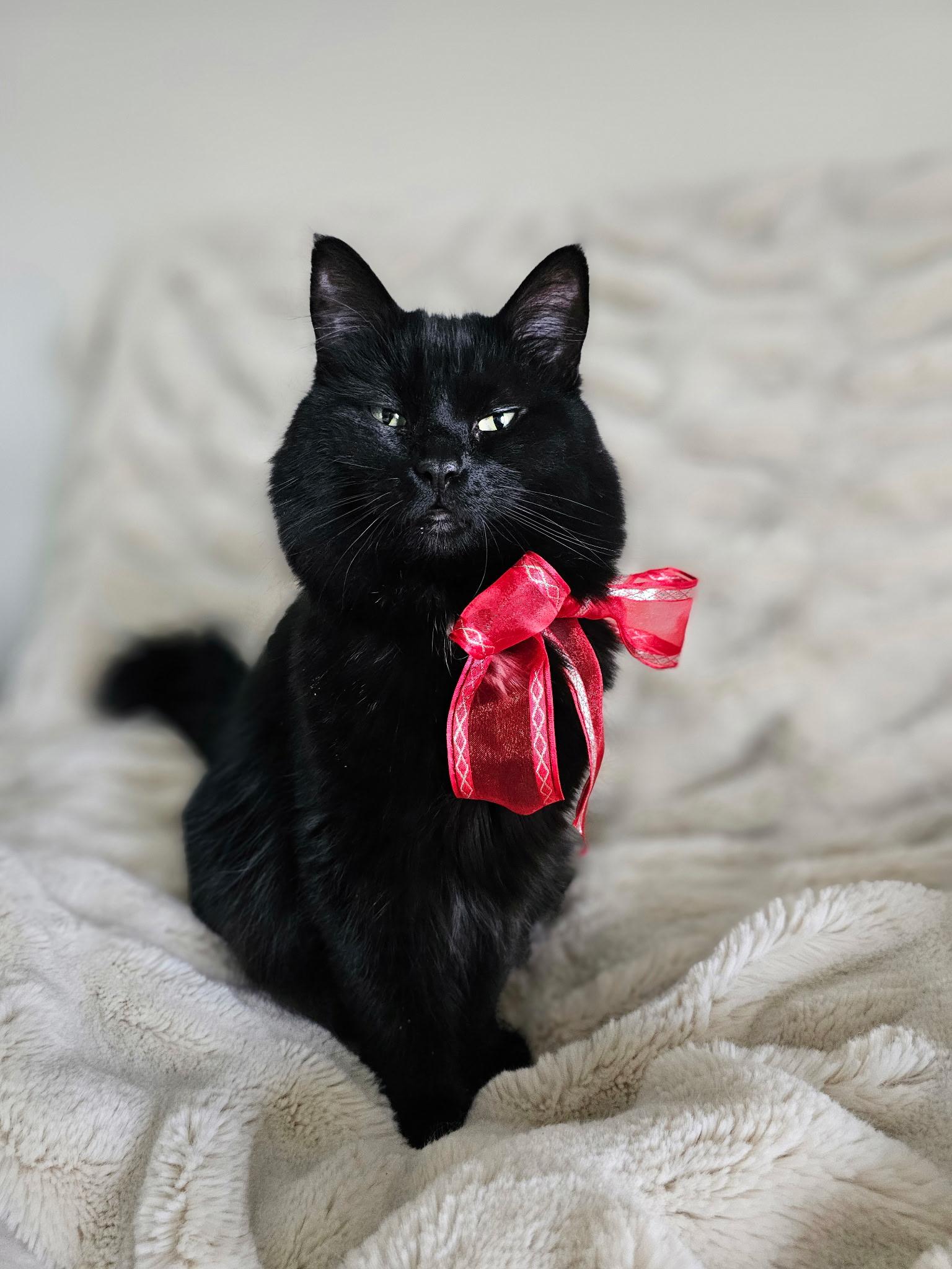 Enlarge Blackie, a ADOPTABLE Domestic Medium Hair in Yakima, WA image 3/3