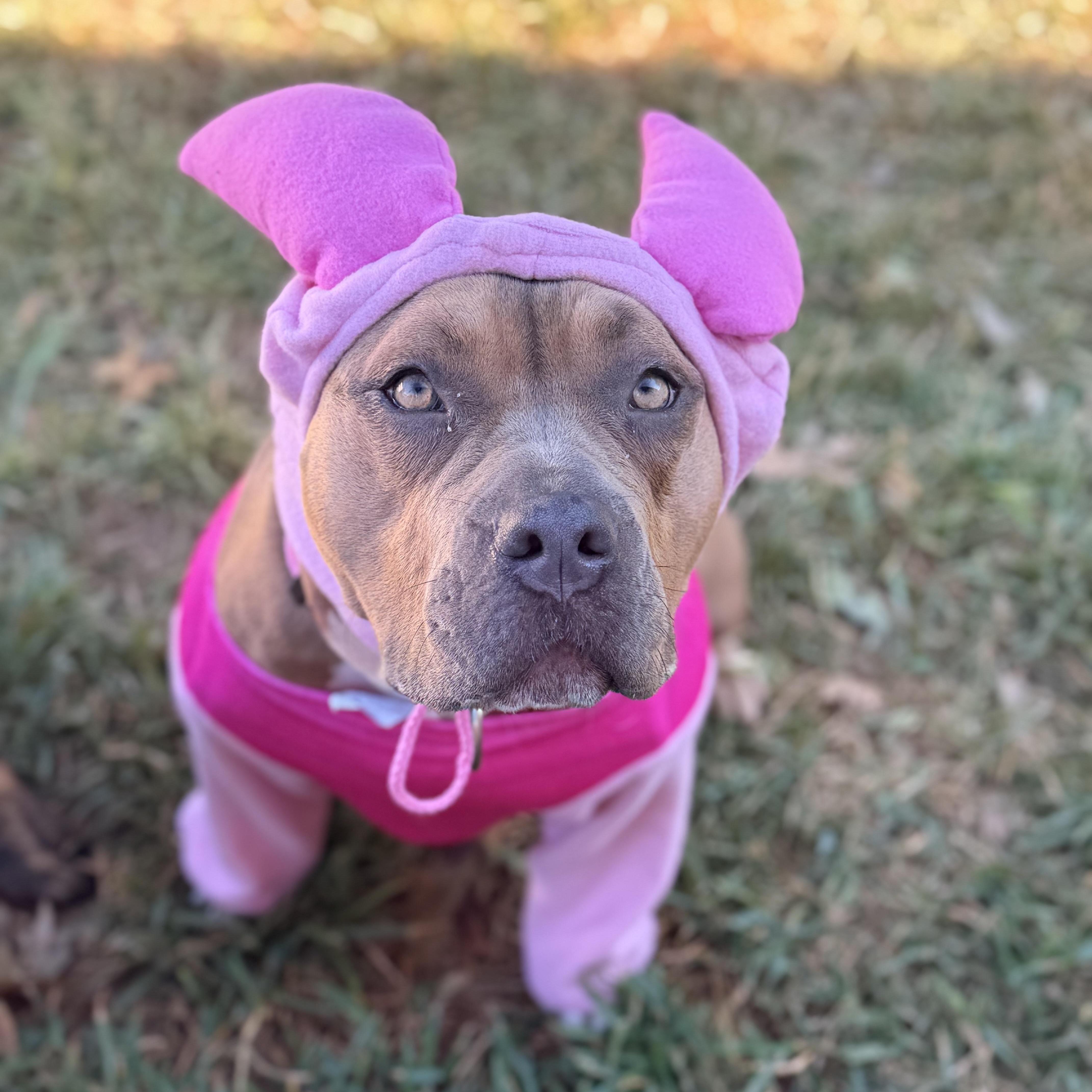 Enlarge Short-Stack, a Adoptable mixed breed in Missoula, MT image 6/6