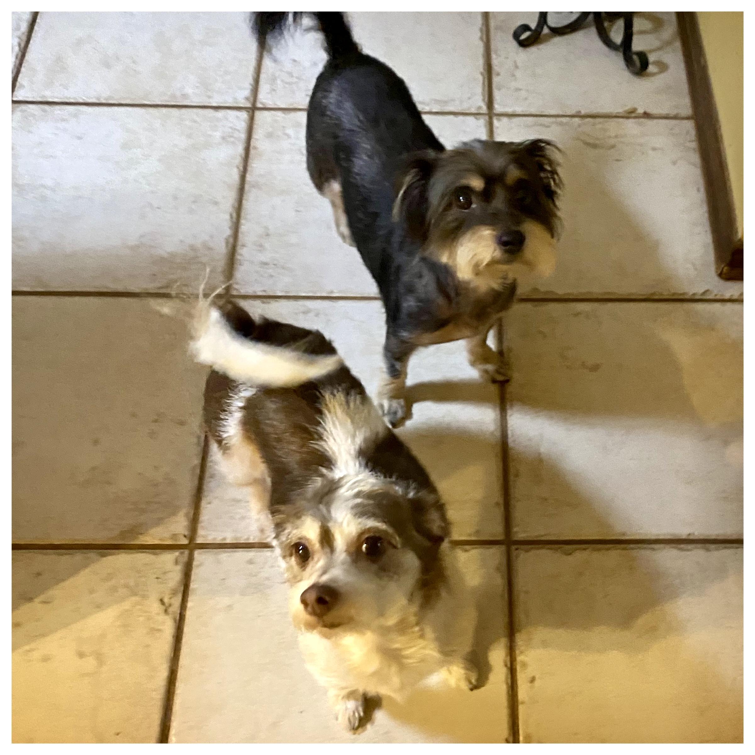 Enlarge Belle, a Adoptable mixed breed in Edmond, OK image 3/3