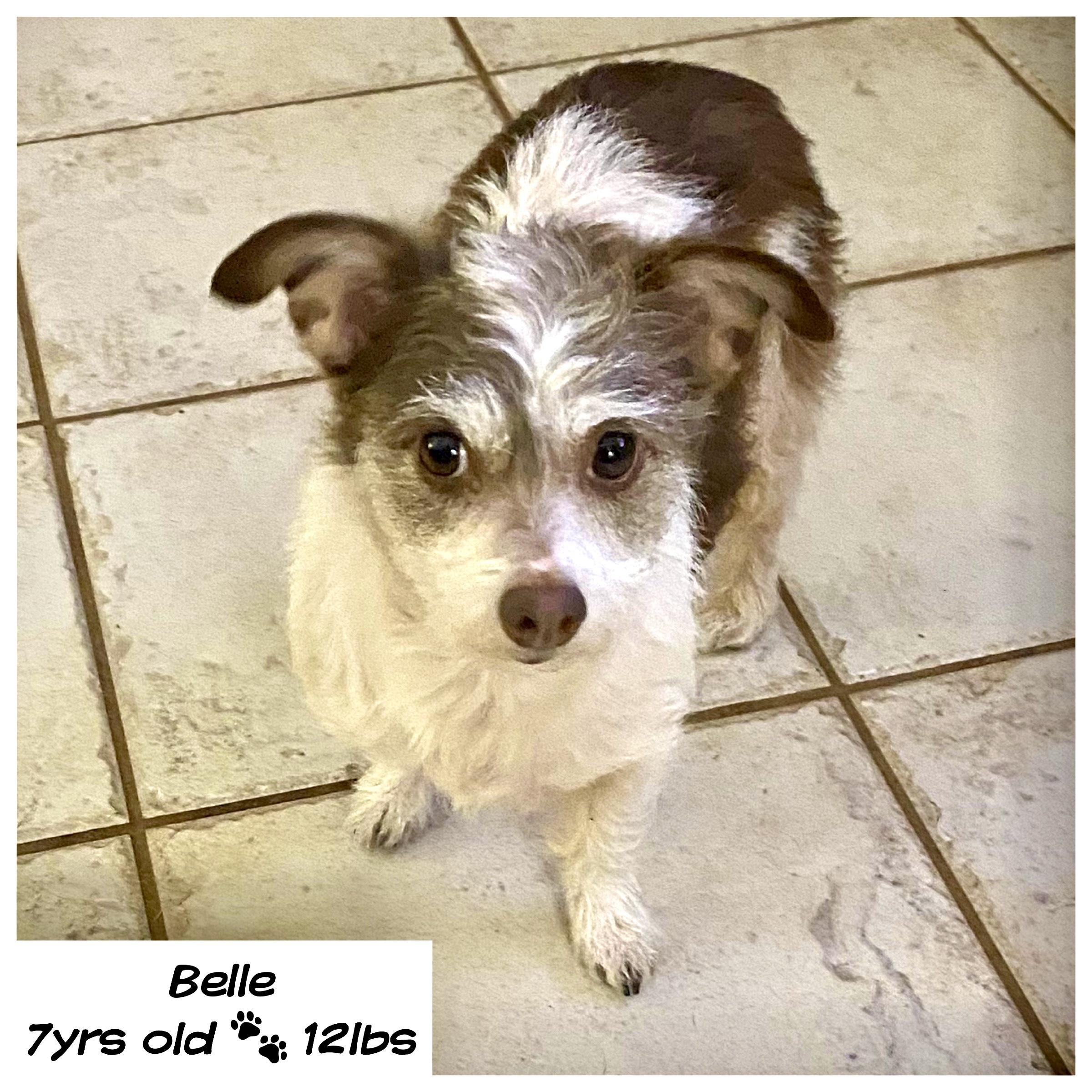 Belle, Adoptable, Adult Female Chihuahua & Poodle.