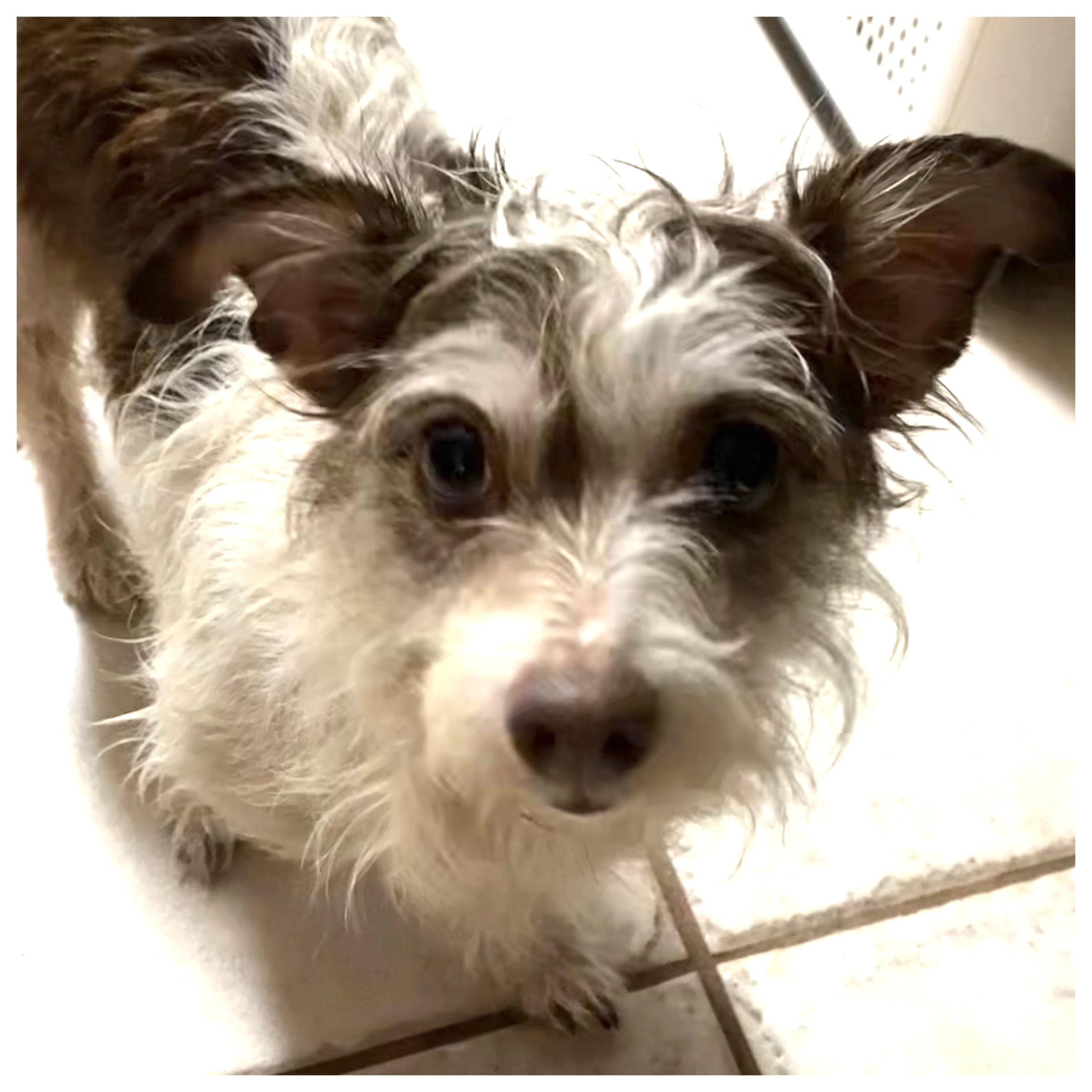 Enlarge Belle, a Adoptable mixed breed in Edmond, OK image 2/3