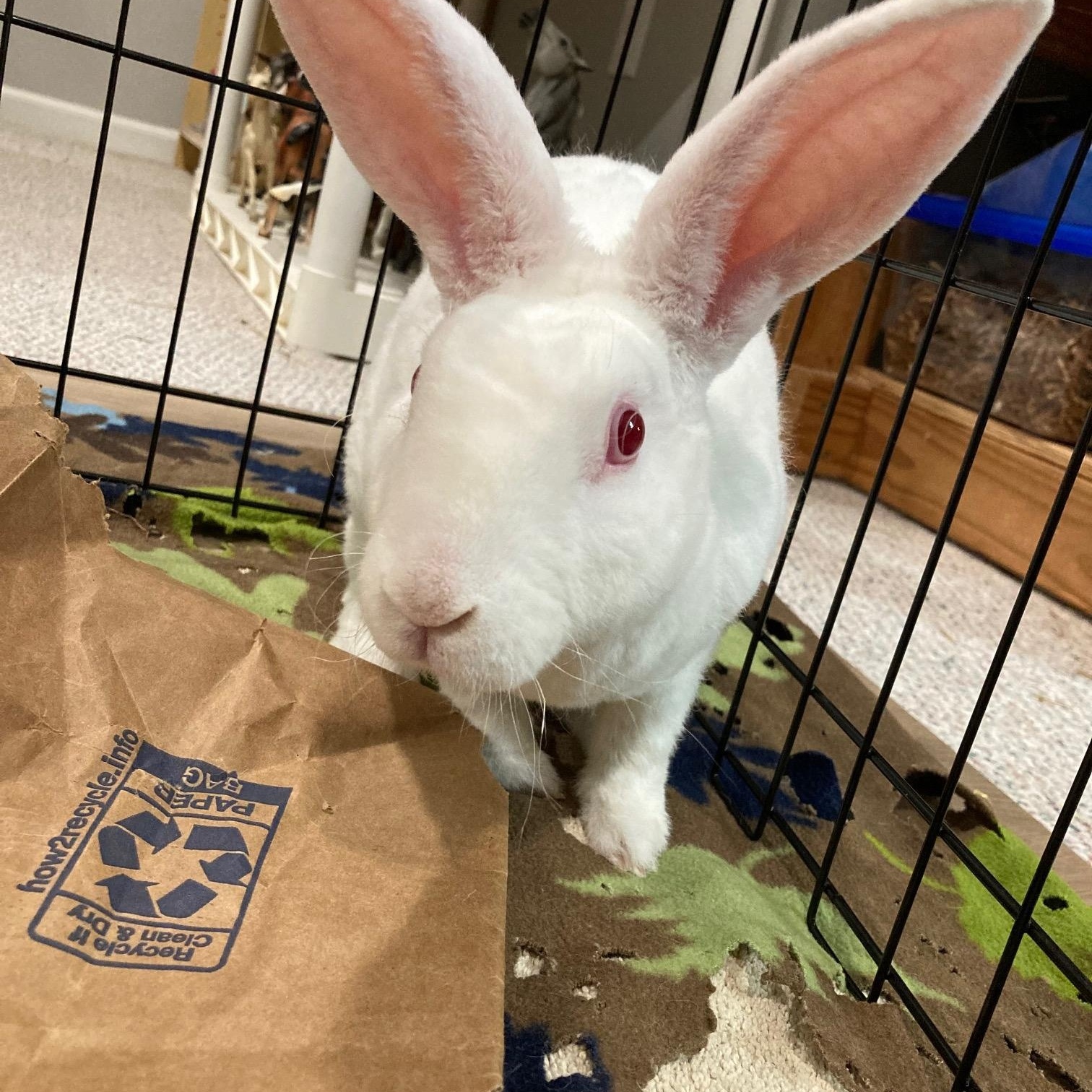 Mochi, a ADOPTABLE mixed breed in Grand Rapids, MI image 1/3