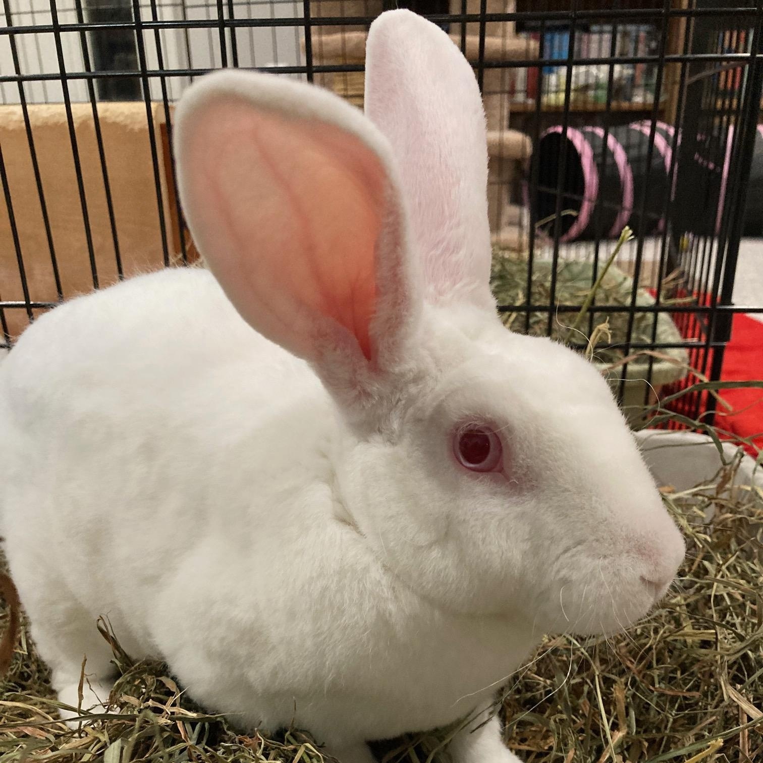 Mochi, a ADOPTABLE mixed breed in Grand Rapids, MI image 2/3
