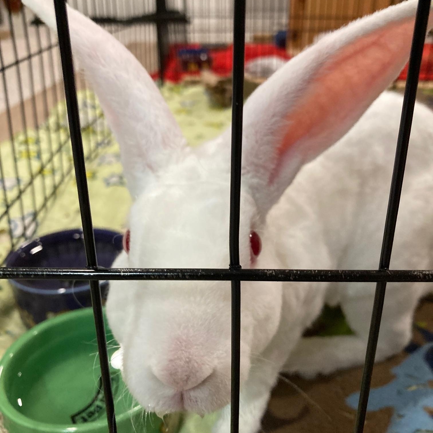 Mochi, a ADOPTABLE mixed breed in Grand Rapids, MI image 3/3