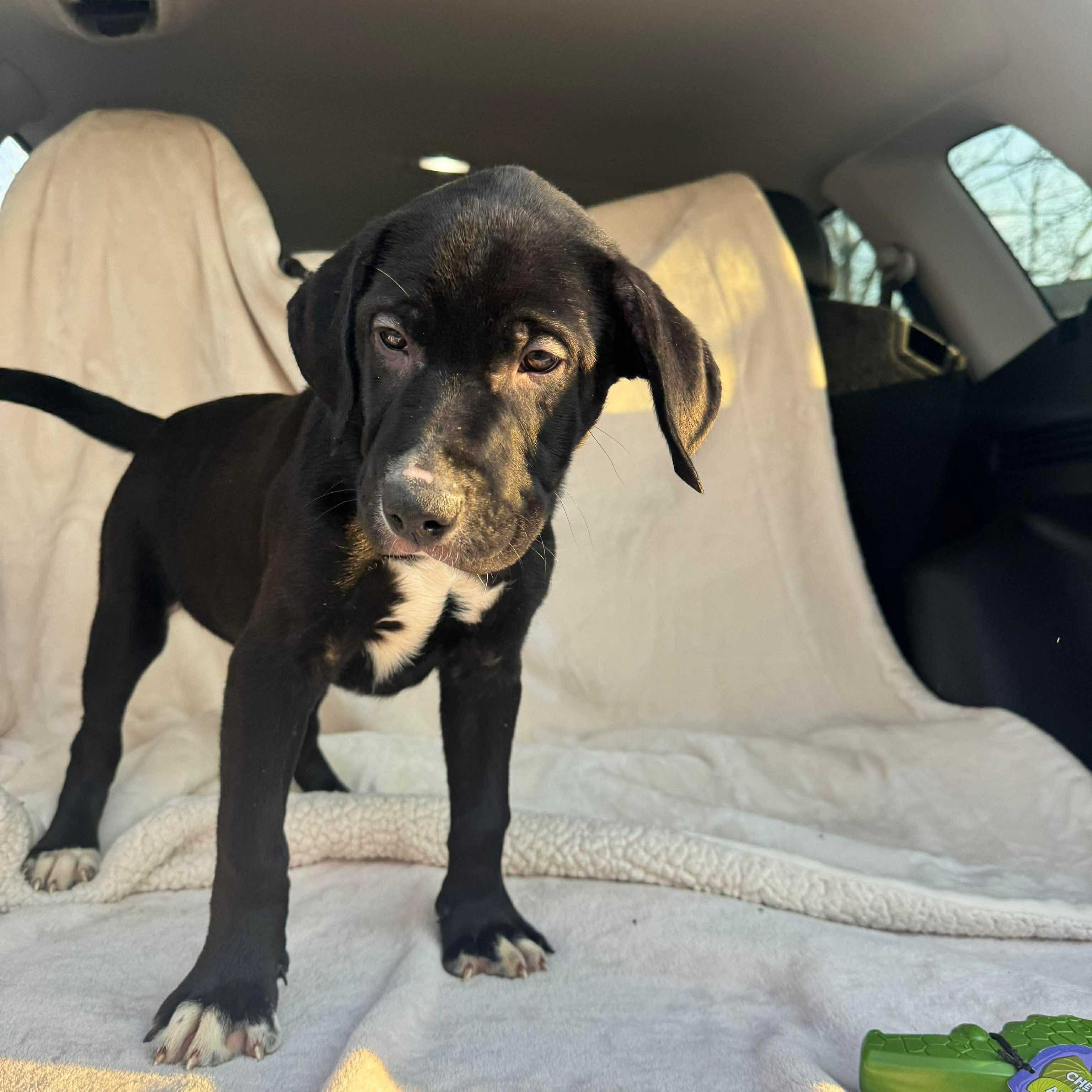 Enlarge Apollo, a ADOPTABLE mixed breed in Jay, NY image 3/6