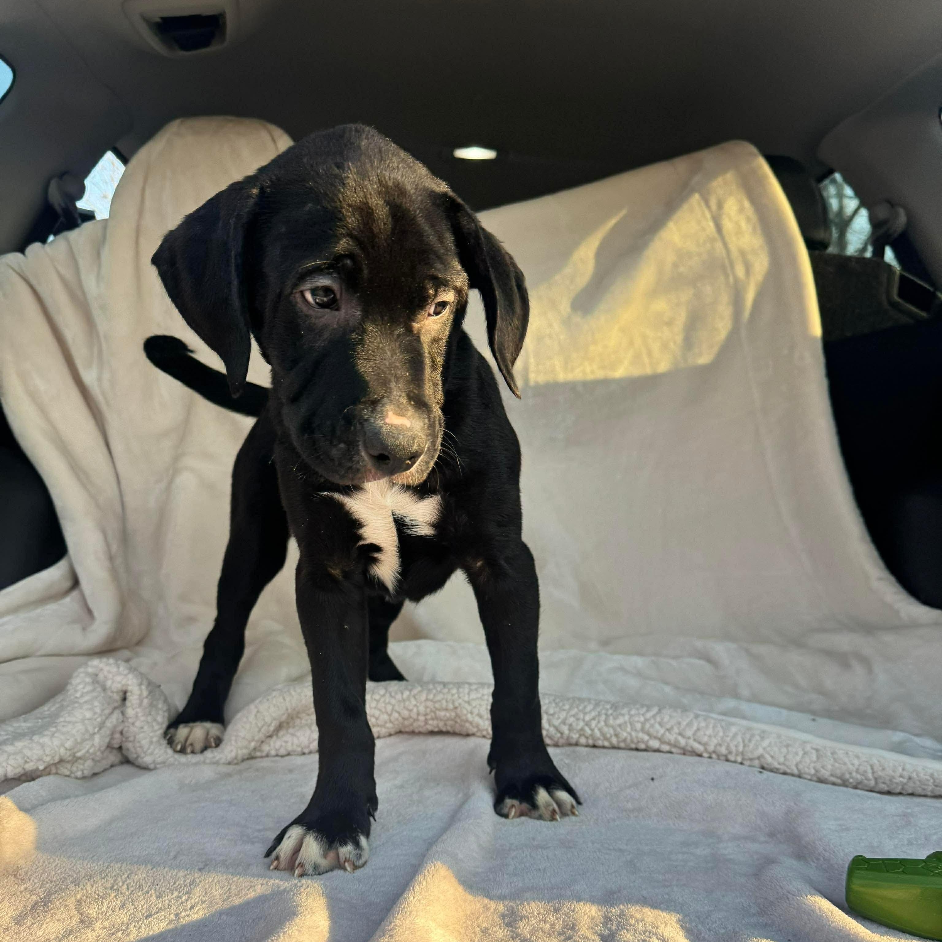 Enlarge Apollo, a ADOPTABLE mixed breed in Jay, NY image 6/6