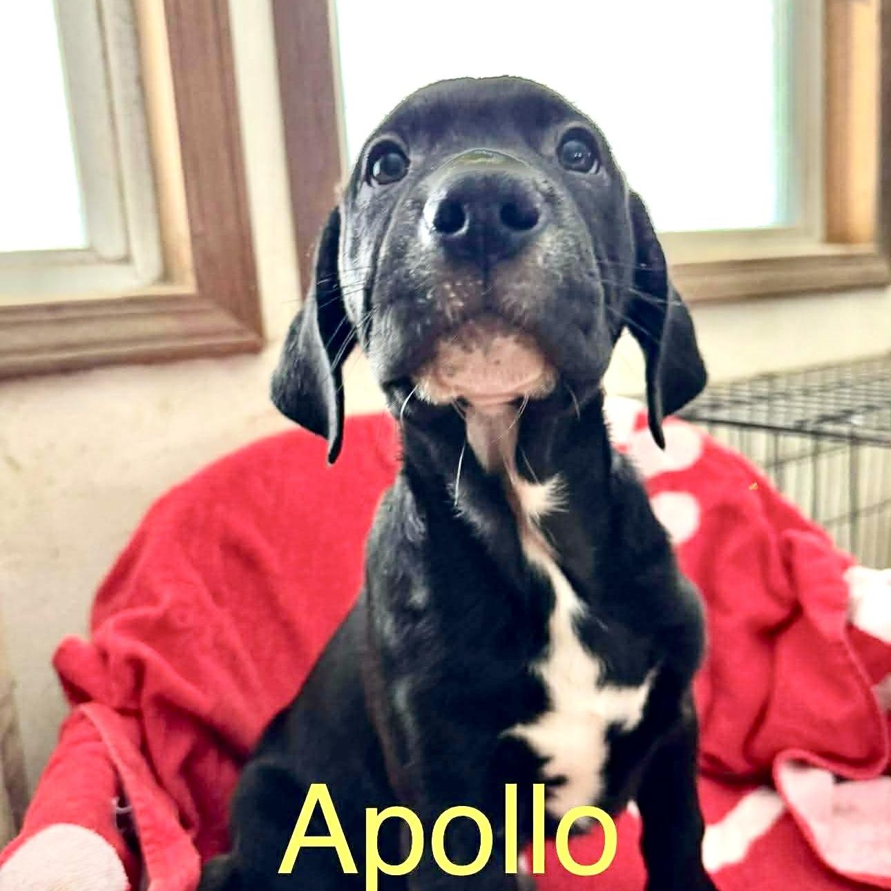 Apollo, ADOPTABLE, Puppy Male Labrador Retriever.