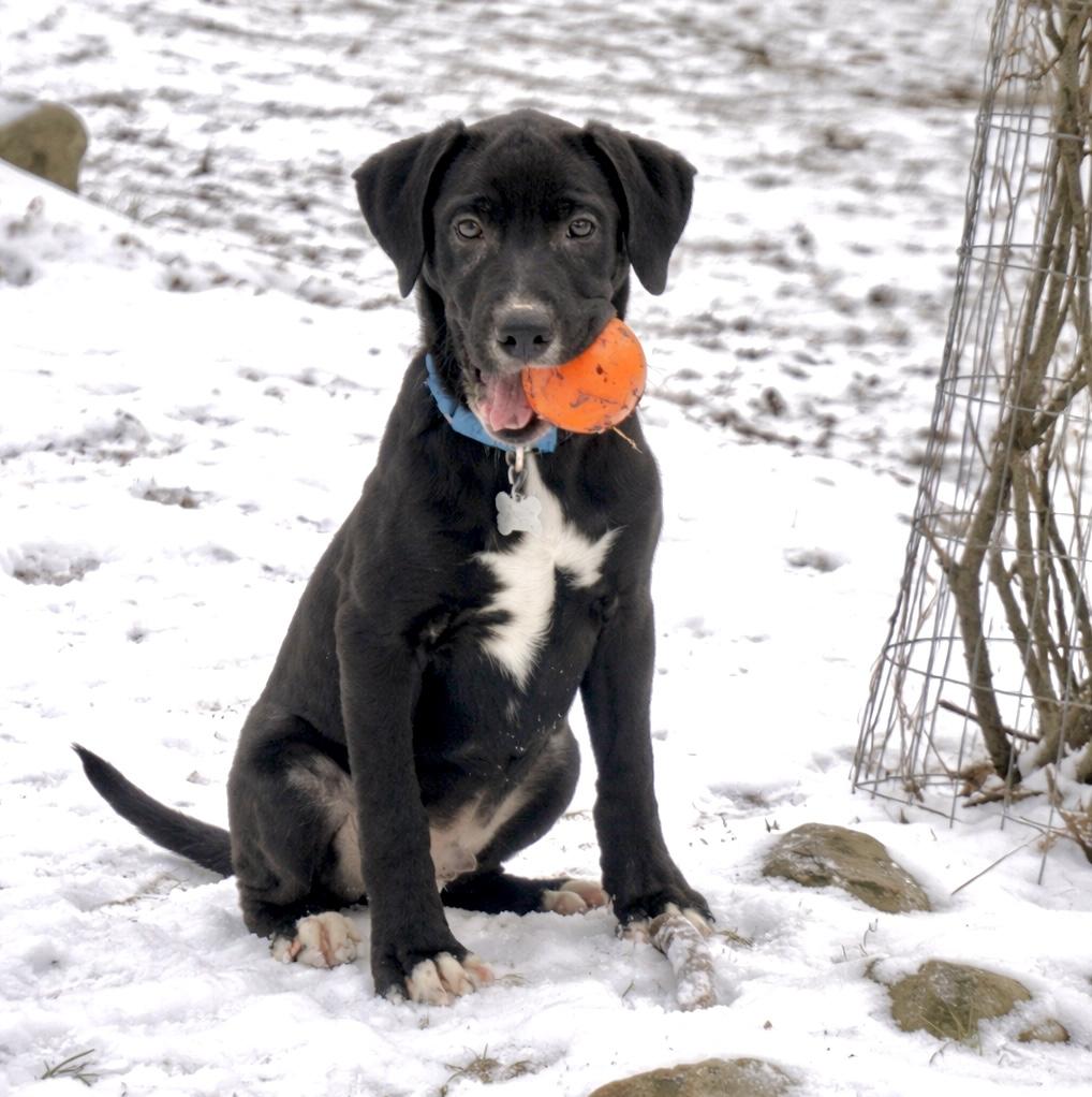 Apollo, ADOPTABLE, Puppy Male Labrador Retriever.