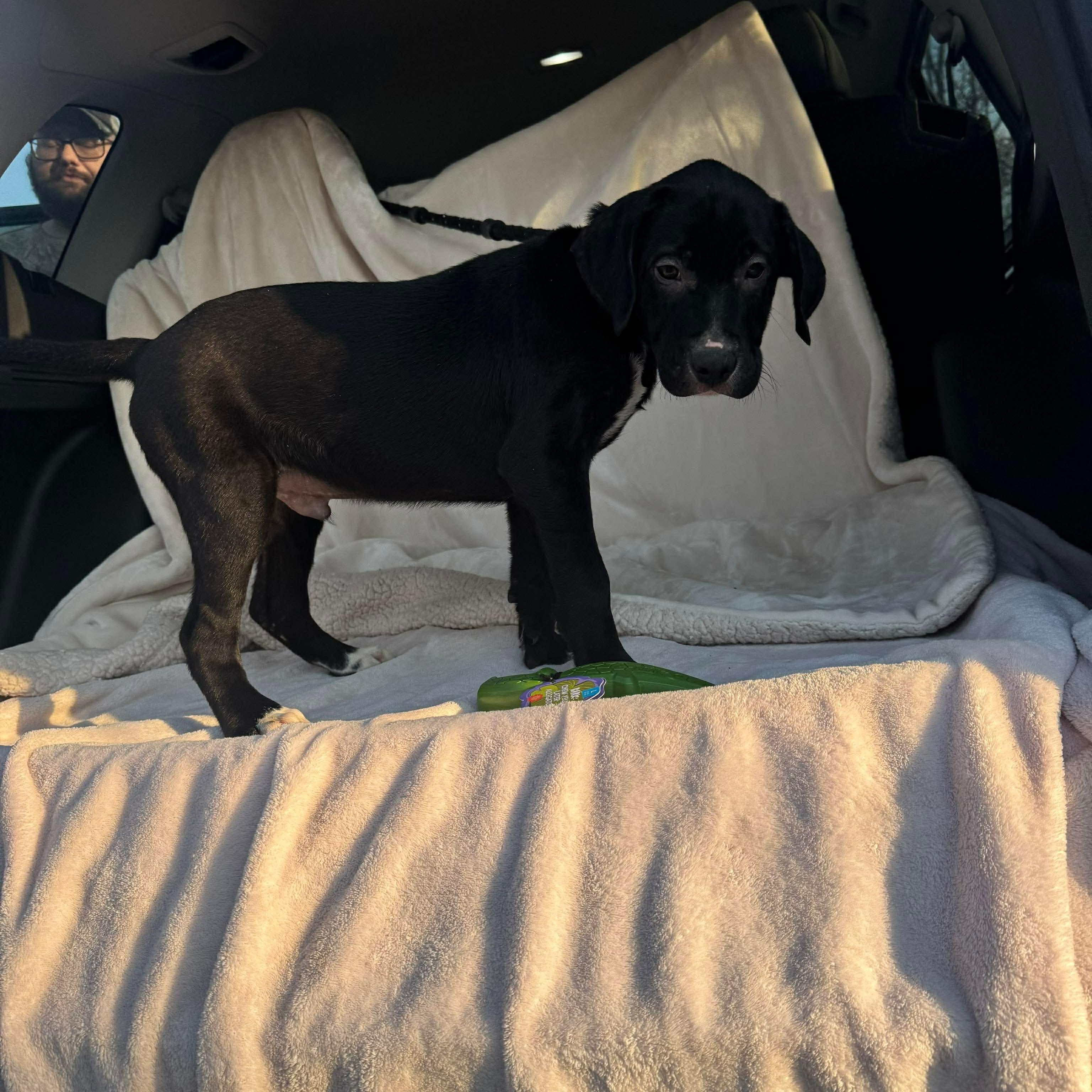 Enlarge Apollo, a ADOPTABLE mixed breed in Jay, NY image 4/6