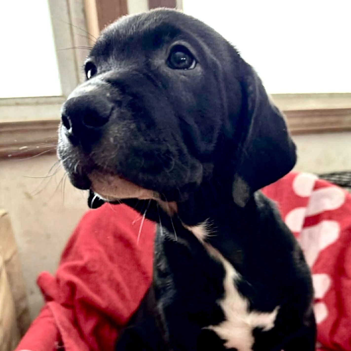 Enlarge Apollo, a ADOPTABLE mixed breed in Jay, NY image 2/6