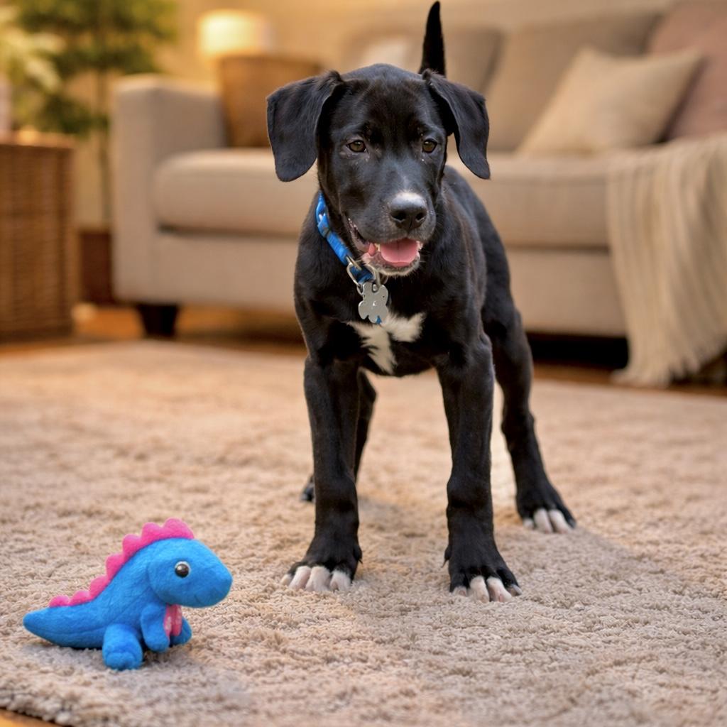 Enlarge Apollo, a ADOPTABLE mixed breed in Jay, NY image 5/5