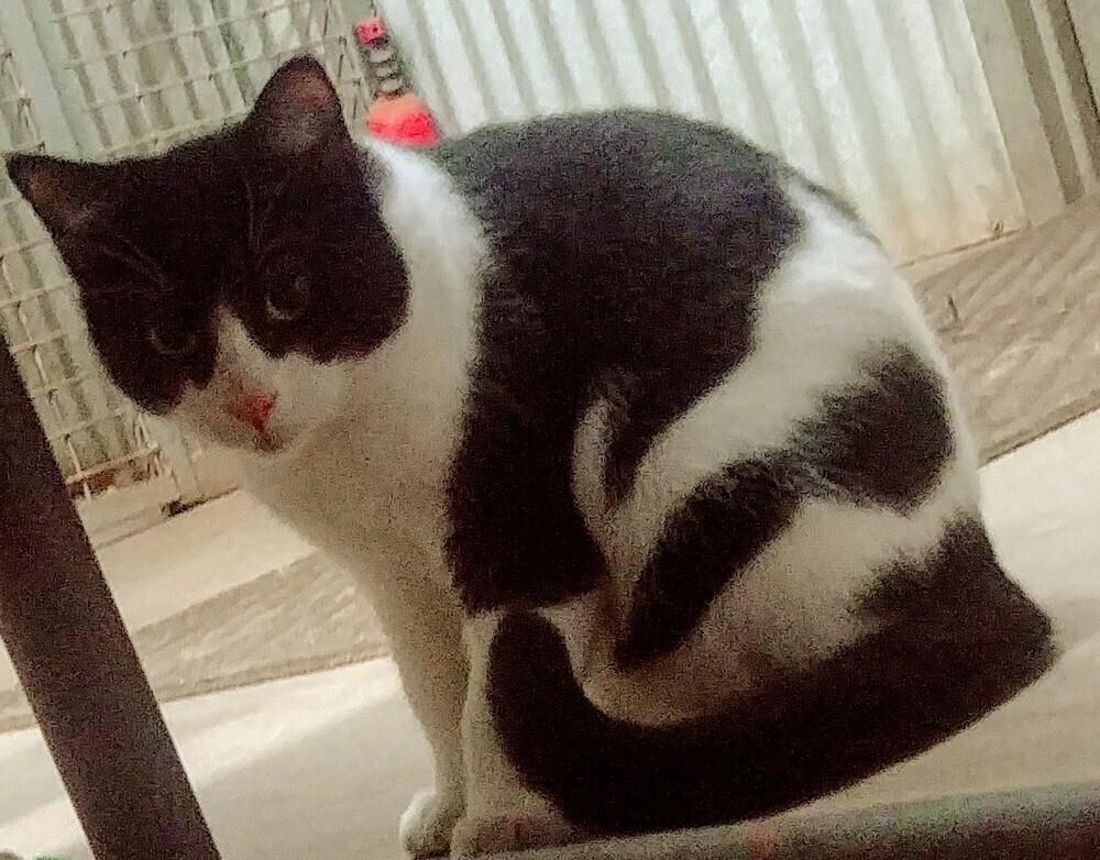 Bull, Adoptable, Kitten Male American Shorthair.