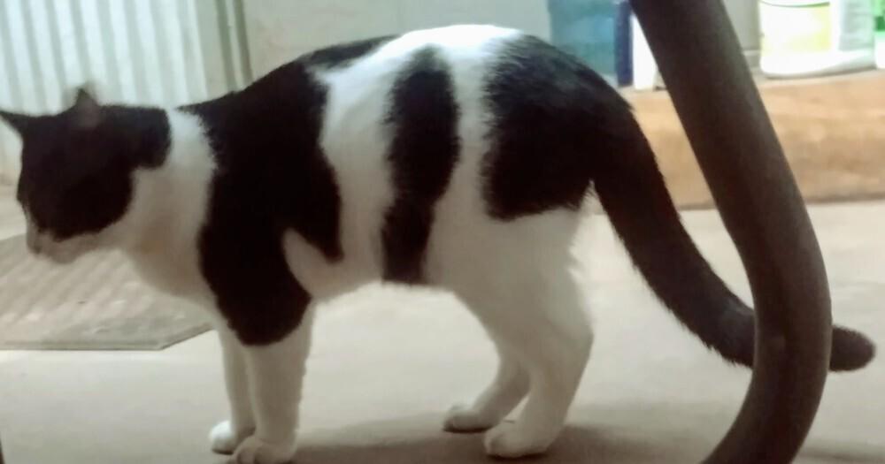 Enlarge Bull, a Adoptable American Shorthair in San Antonio, TX image 3/6