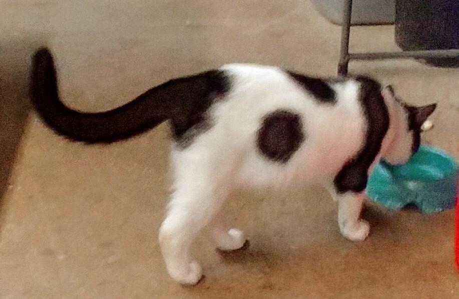 Enlarge Bull, a Adoptable American Shorthair in San Antonio, TX image 6/6