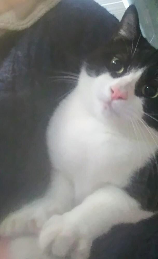 Enlarge Bull, a Adoptable American Shorthair in San Antonio, TX image 6/6