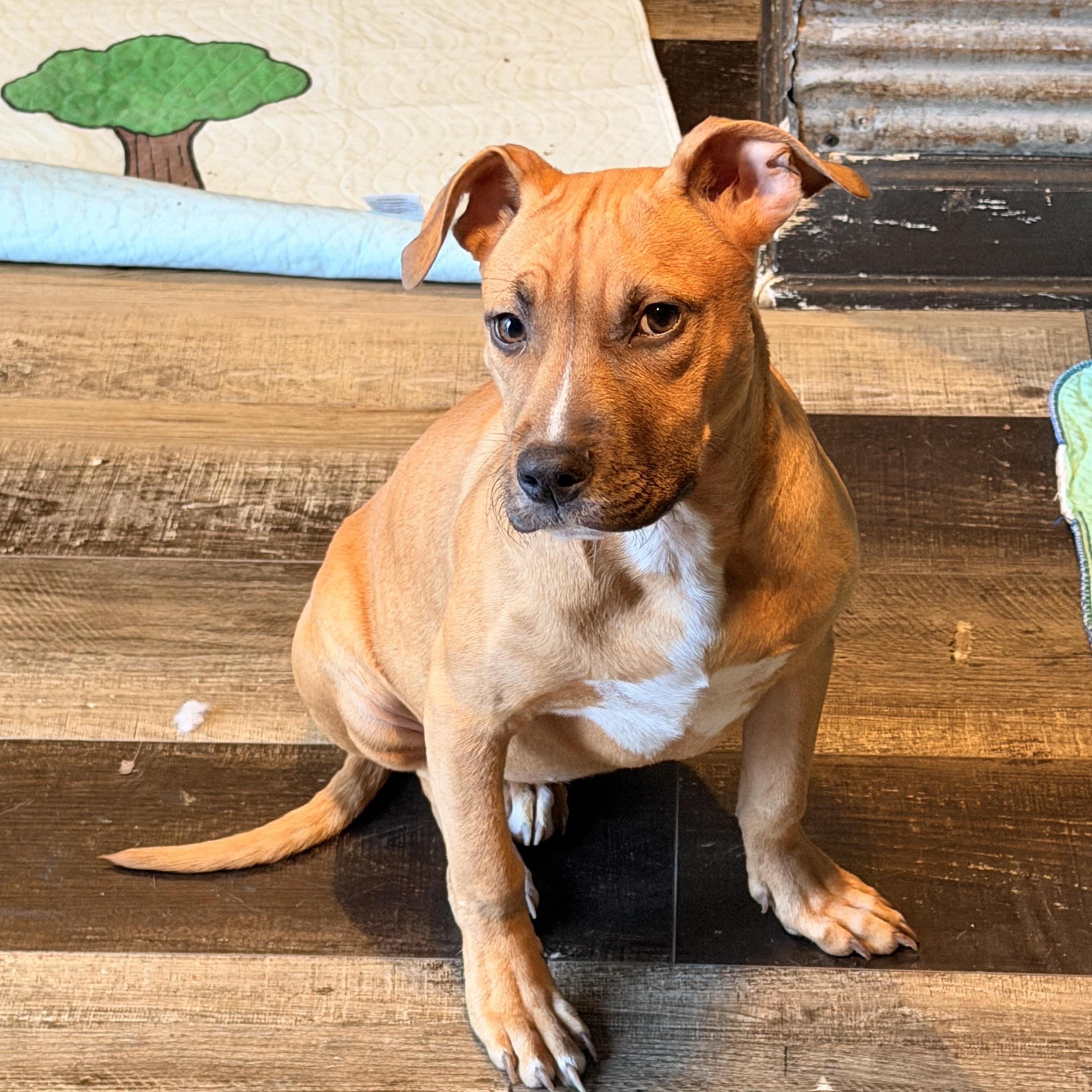Dixie, Adoptable, Puppy Female Pit Bull Terrier.