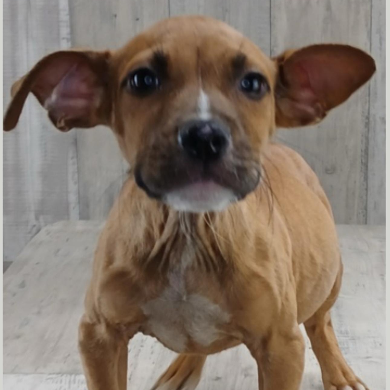 Dixie, Adoptable, Puppy Female Pit Bull Terrier.