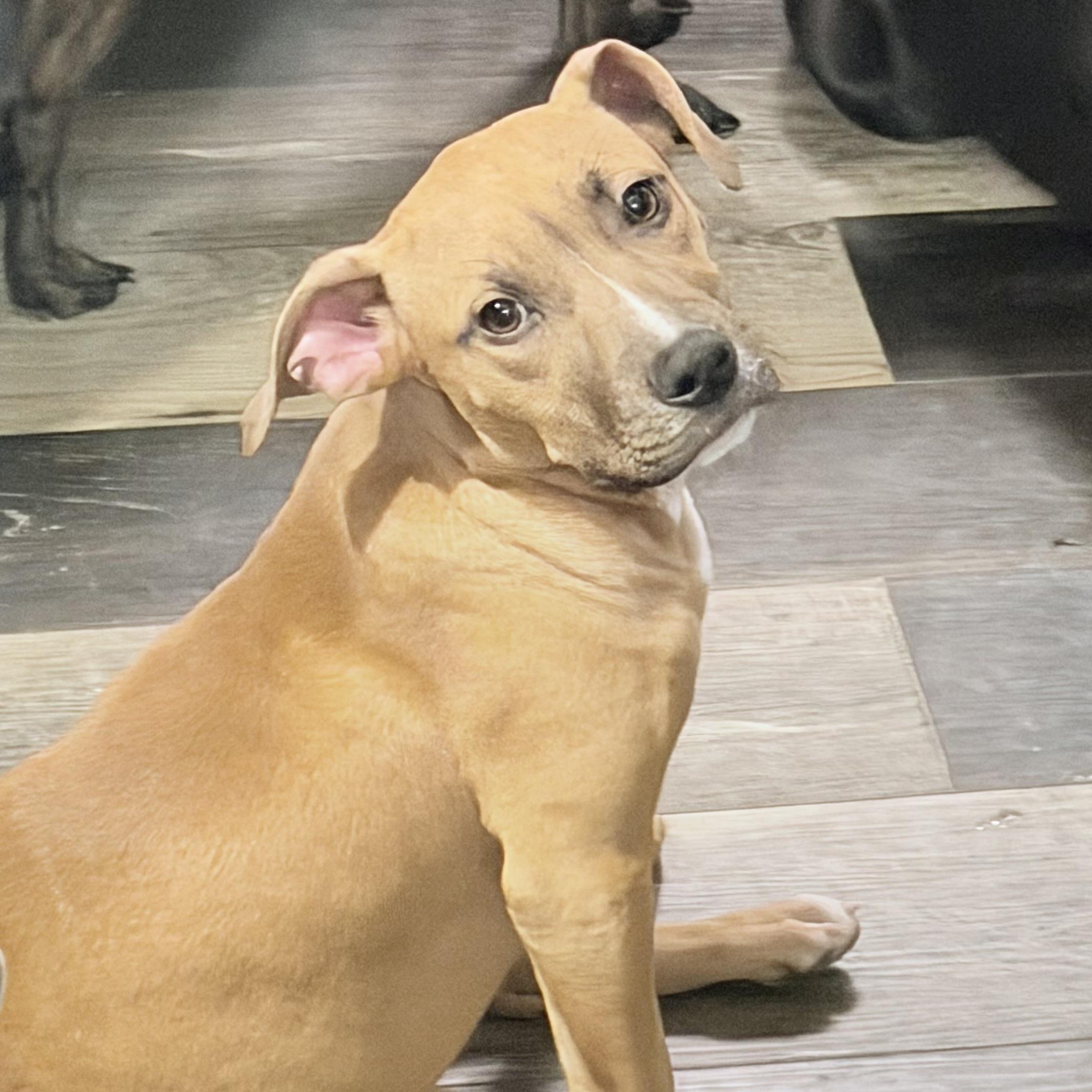 Enlarge Dixie, an adopted mixed breed in Wilmington, IL image 2/5