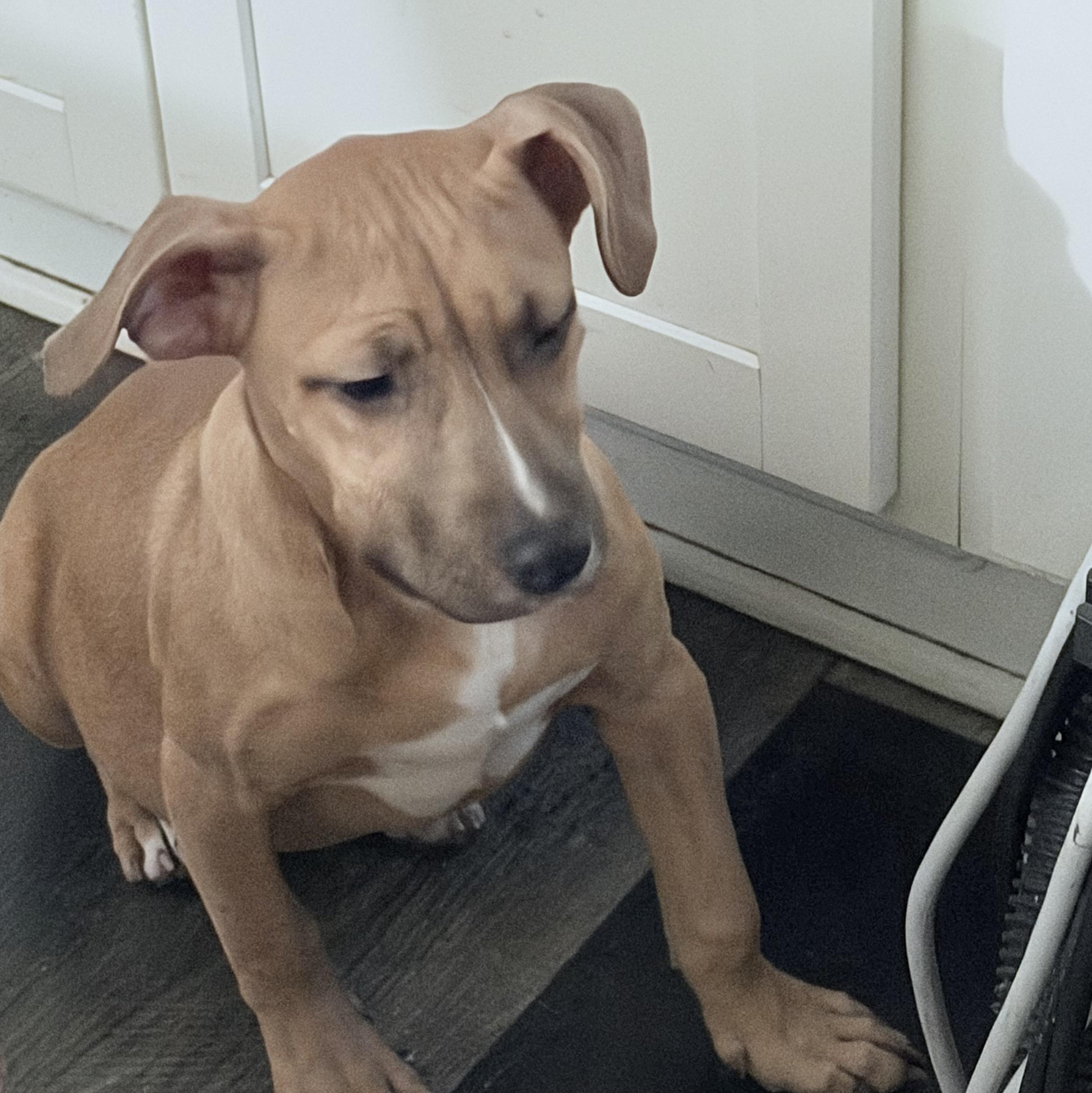 Enlarge Dixie, an adopted mixed breed in Wilmington, IL image 4/5