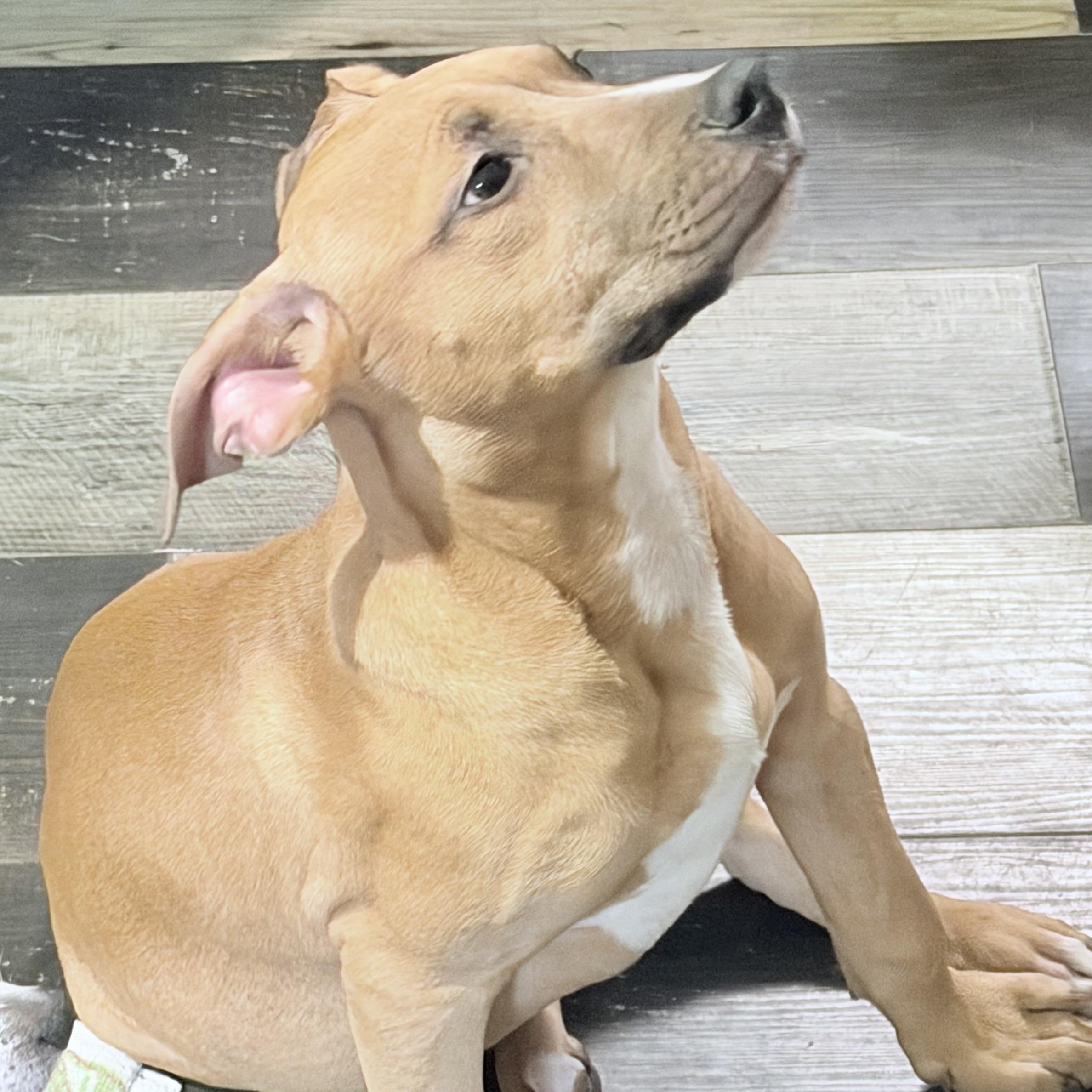 Enlarge Dixie, an adopted mixed breed in Wilmington, IL image 3/5