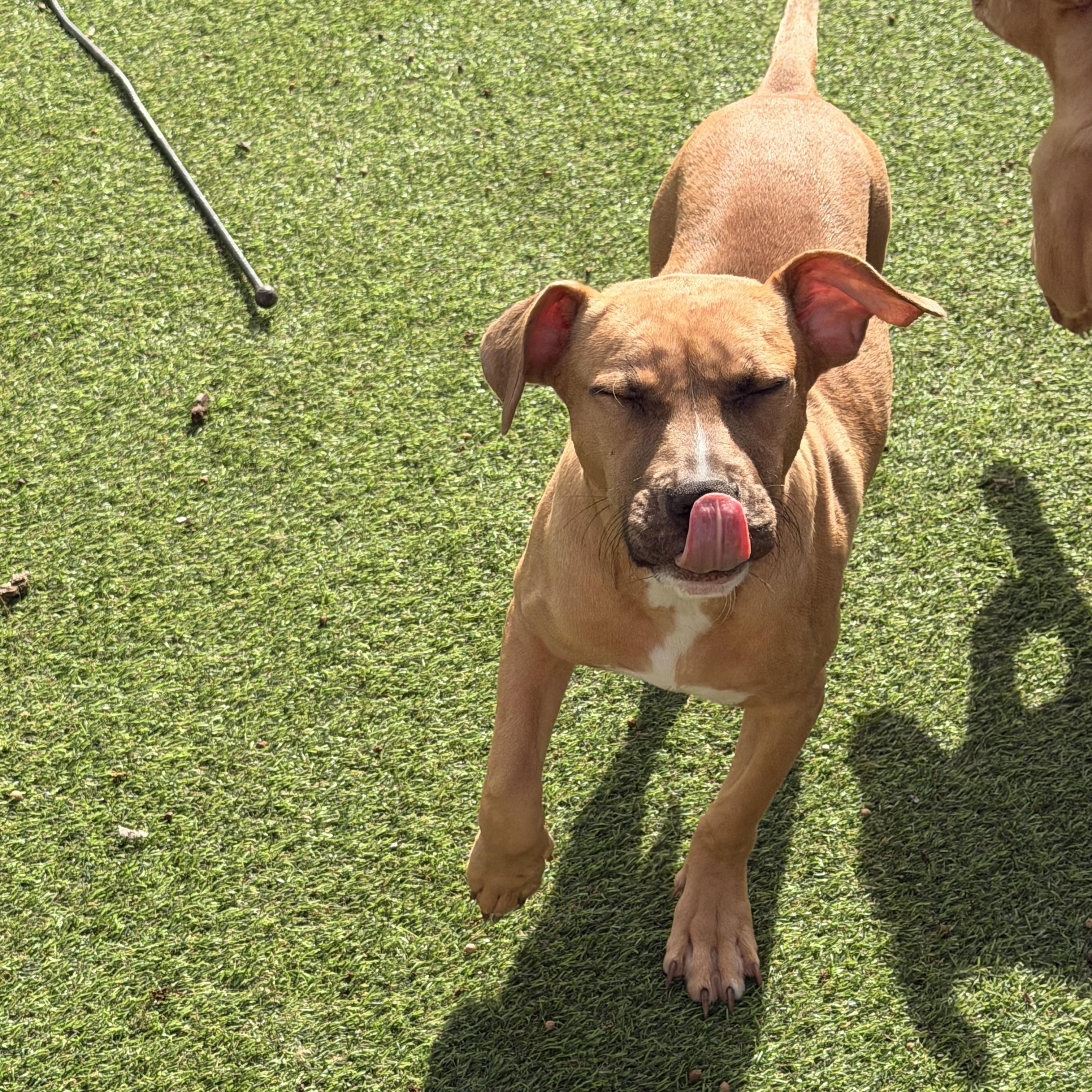 Enlarge Dixie, an adopted mixed breed in Wilmington, IL image 5/5