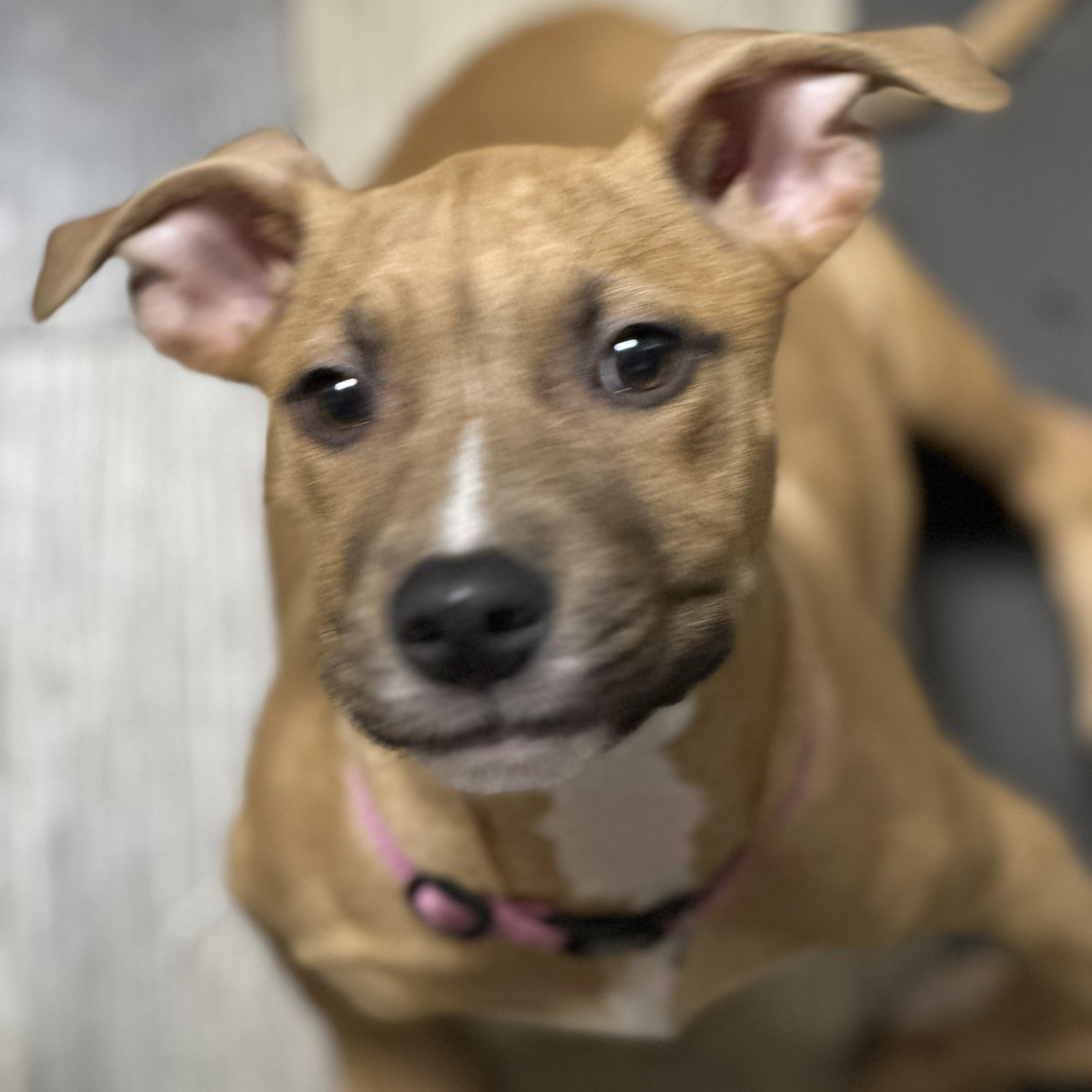 Dixie, Adoptable, Puppy Female Pit Bull Terrier.