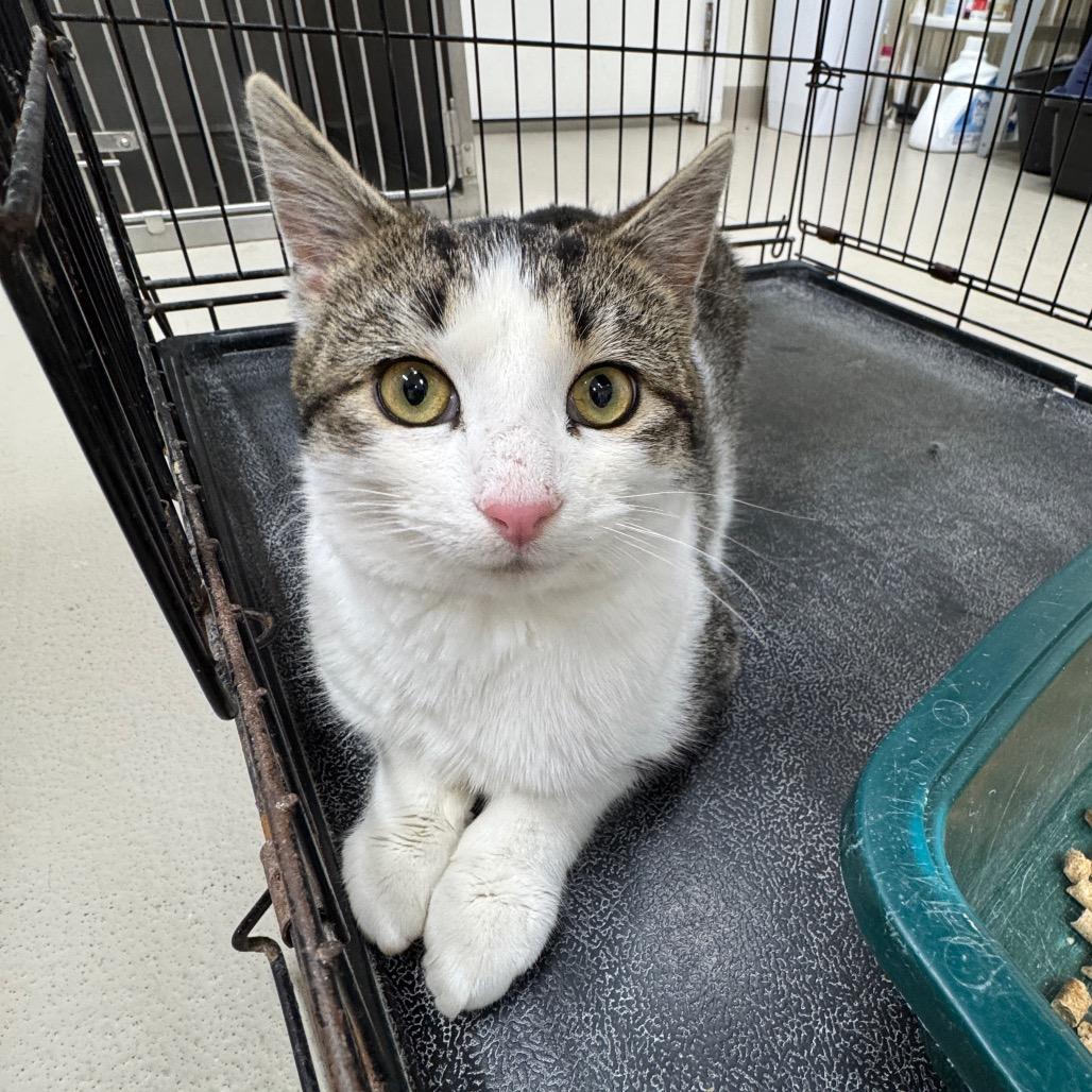Stripes, Adoptable, Young Male Domestic Short Hair.