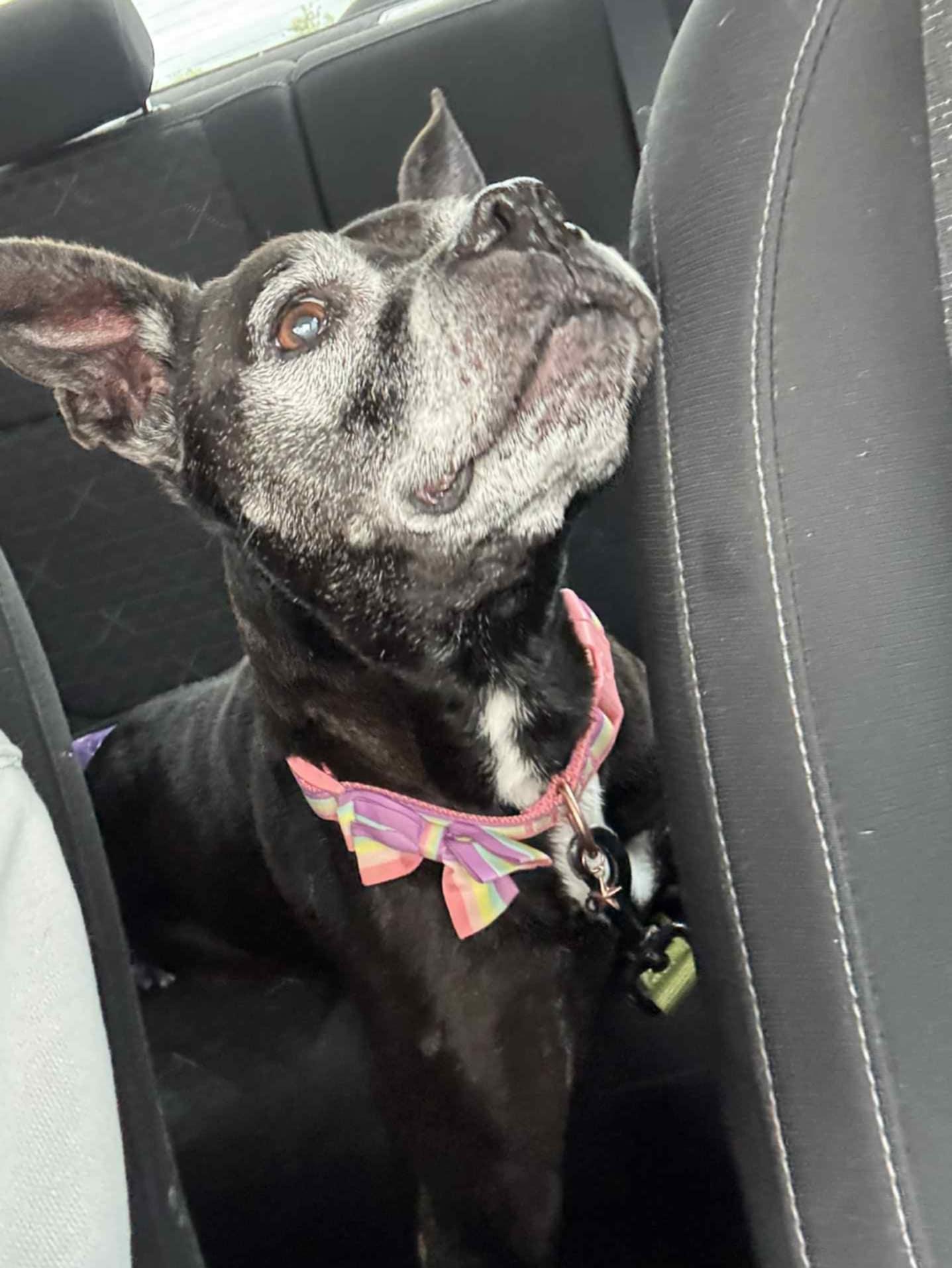 Ellie Mae, Senior Female Boston Terrier