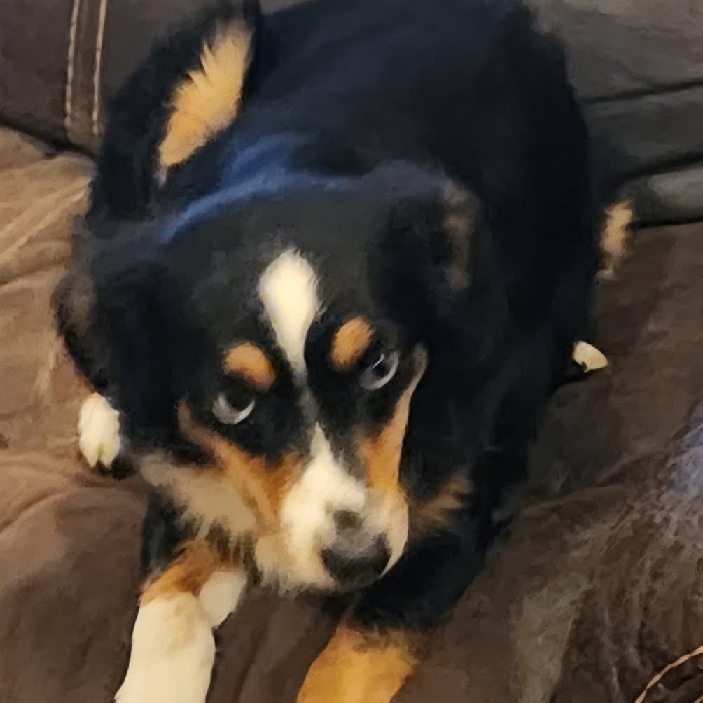 Enlarge Kelby, a ADOPTABLE mixed breed in Spanaway, WA image 2/4