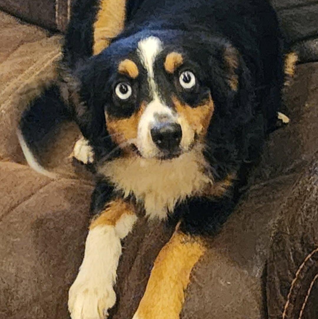 Enlarge Kelby, a ADOPTABLE mixed breed in Spanaway, WA image 3/4