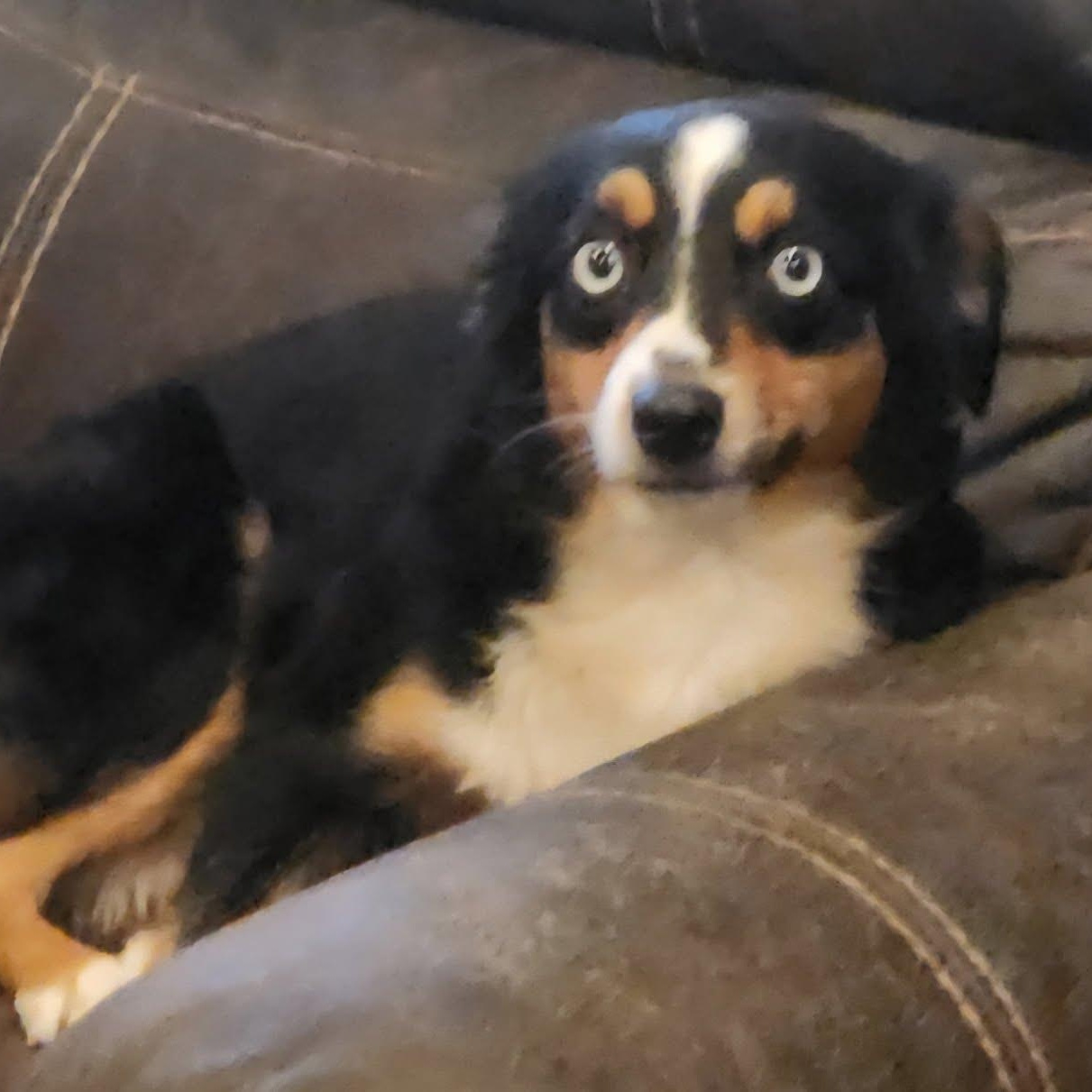 Enlarge Kelby, a ADOPTABLE mixed breed in Spanaway, WA image 4/4